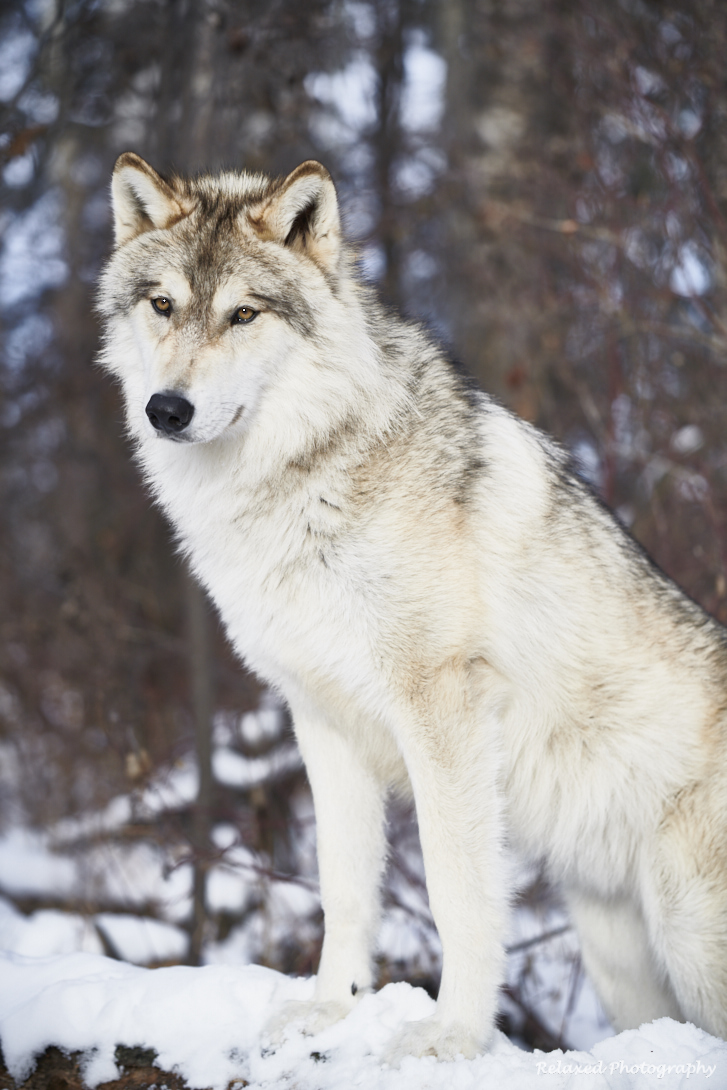 Wolves Unleashed 14.jpg