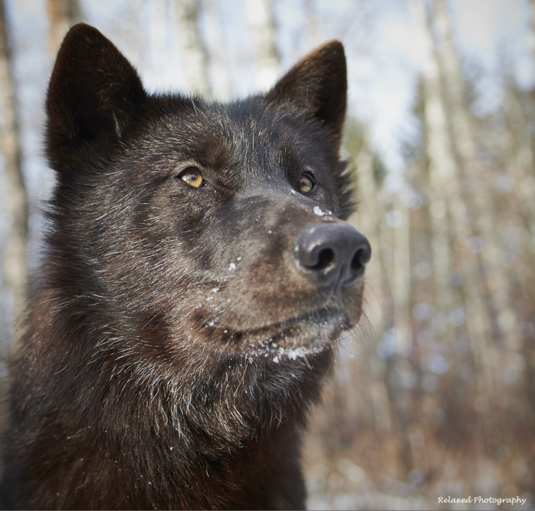 Wolves Unleashed 13.jpg