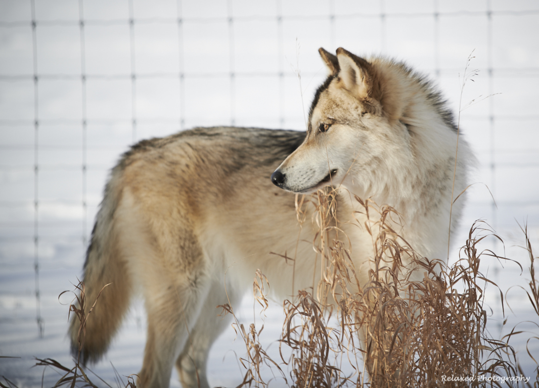 Wolves Unleashed 16.jpg
