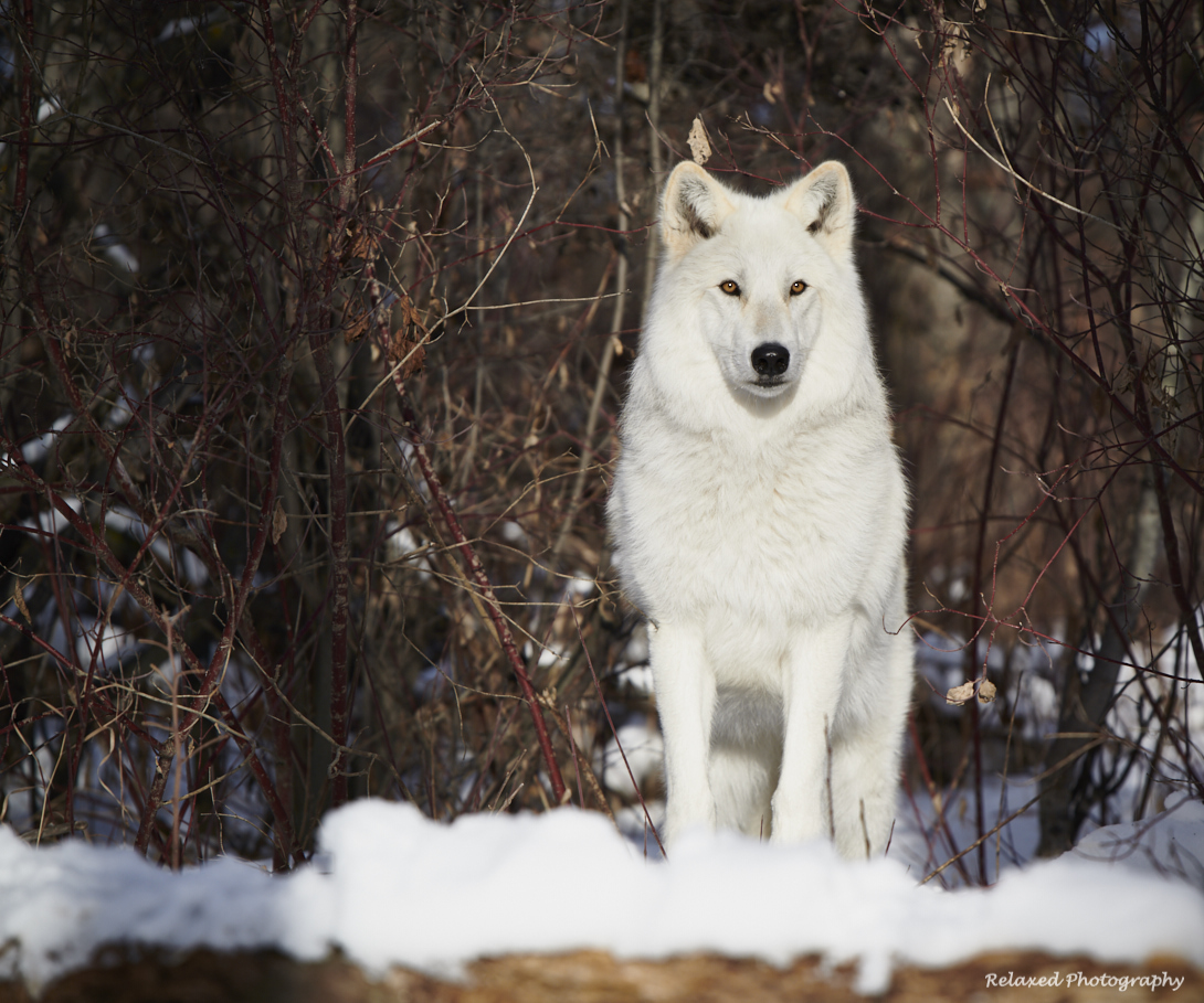Wolves Unleashed 19.jpg