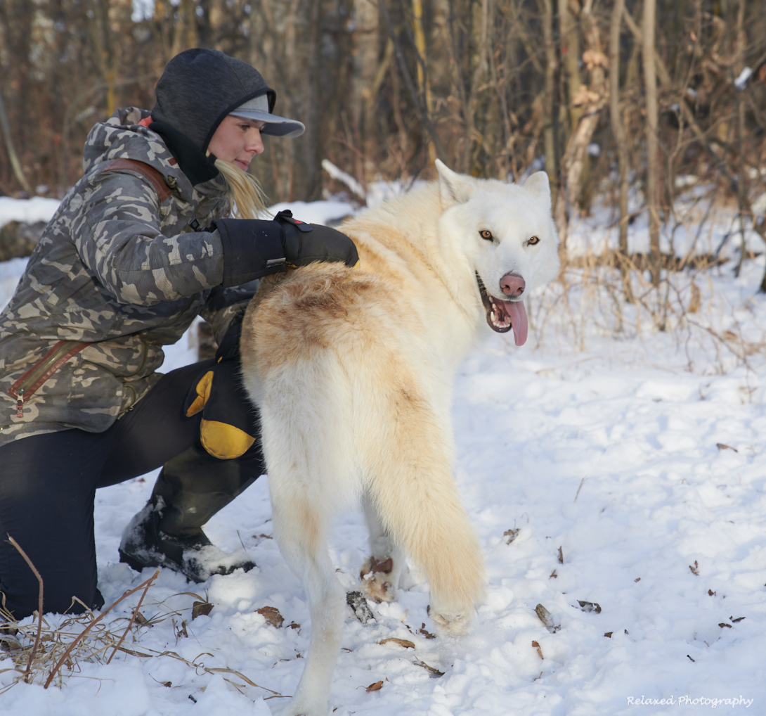 So, those nasty, big, fierce wolves? Meet Luke. He has a brother, Paul, equally as fierce.