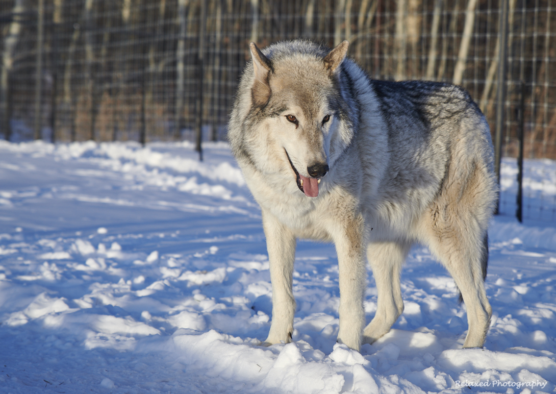 Digger is one of the older guys. He’s thirteen, if I remember correctly, and still full of vim and vigour. He also has the stickiest spit of all the wolves…