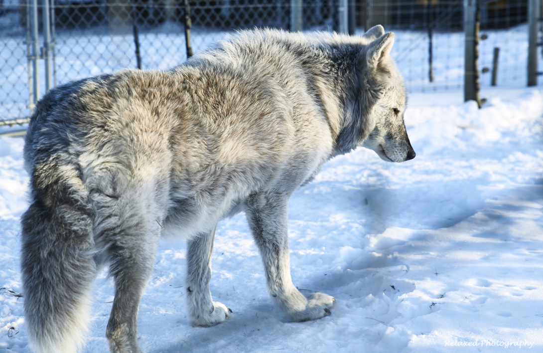 This is the matriarch of all the wolves, Taika. She was eighteen when this was taken and later the following year she passed, a grand old lady. She was beautiful right till the end. She and Digger were mates. Go in peace my dear.