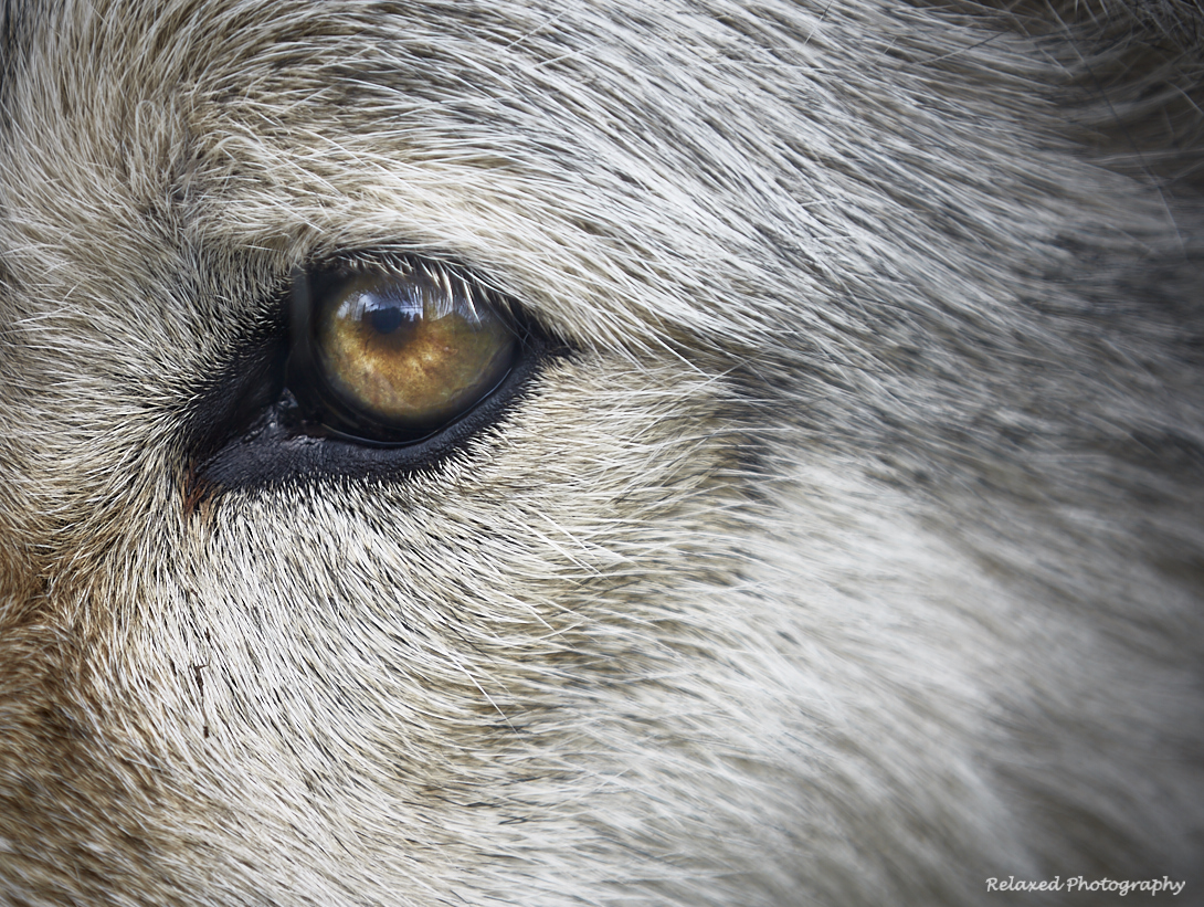Wolves. Synonymous with being one of the top Alpha predators, cunning, savage and daunting. Known for centuries for terrifying villages. Unapproachable, aloof. Maybe… One day a couple of years ago, my daughter said we were going to some wetlands sh