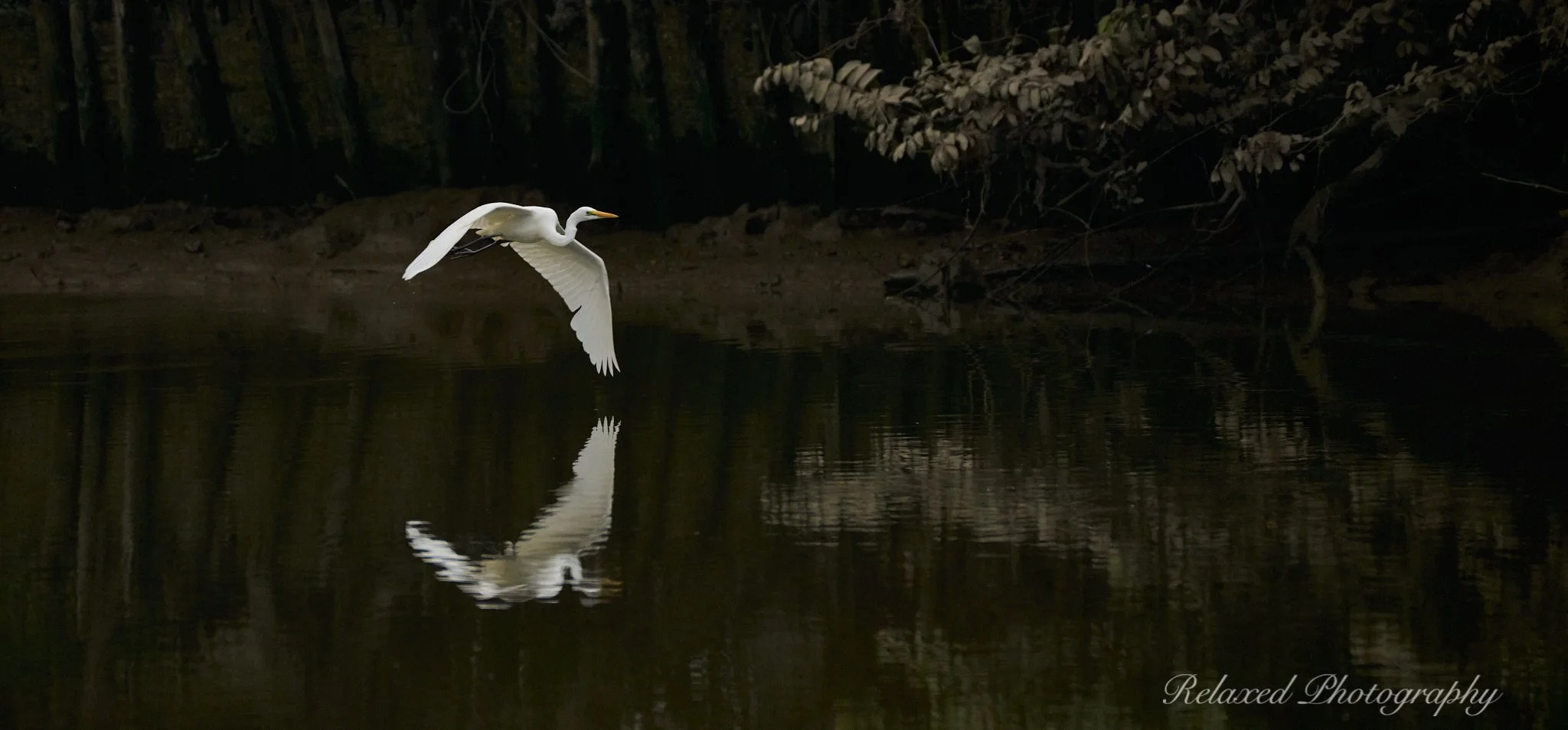 Birds 009.jpg