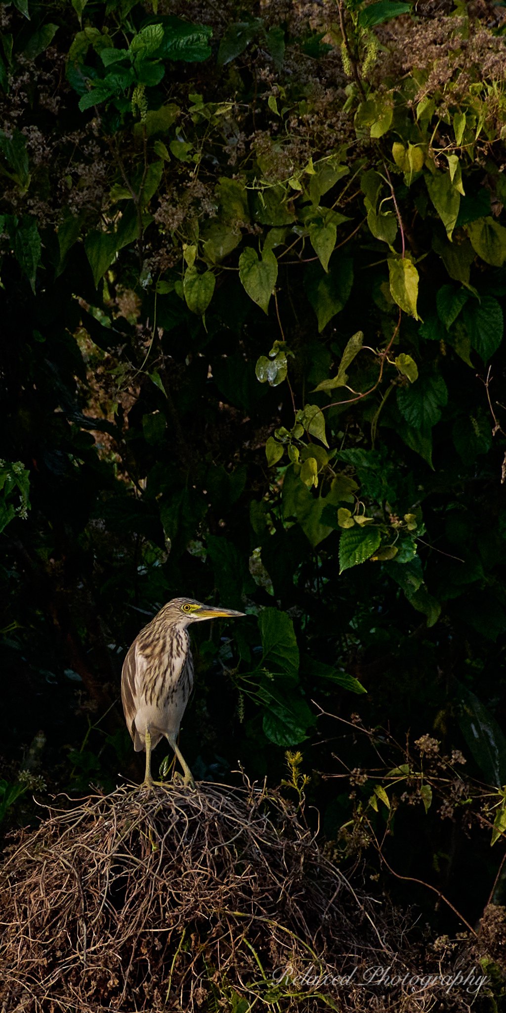 Birds 018.jpg