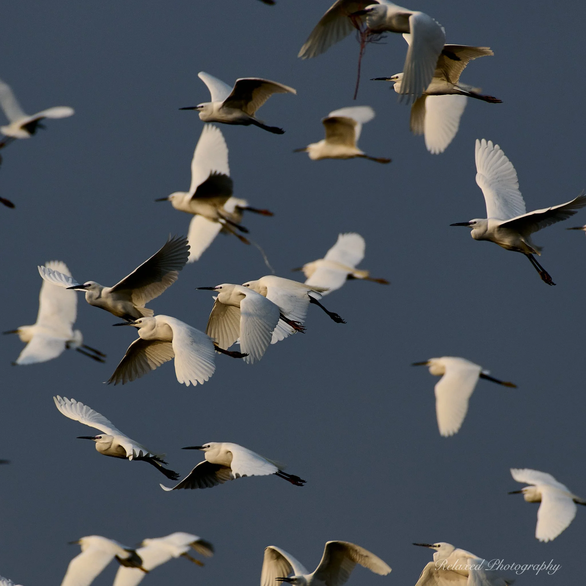 Birds 019.jpg