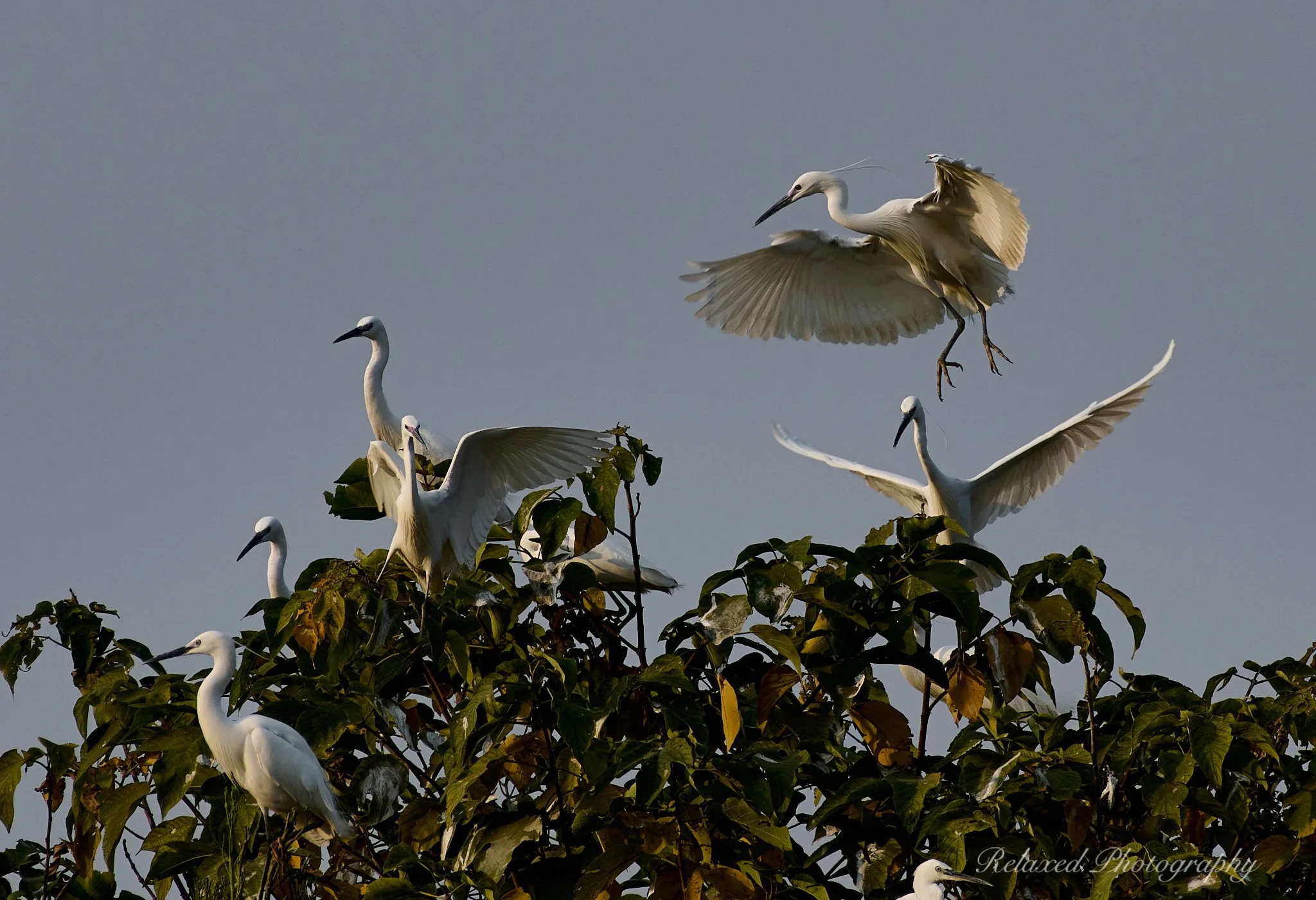 Birds 026.jpg
