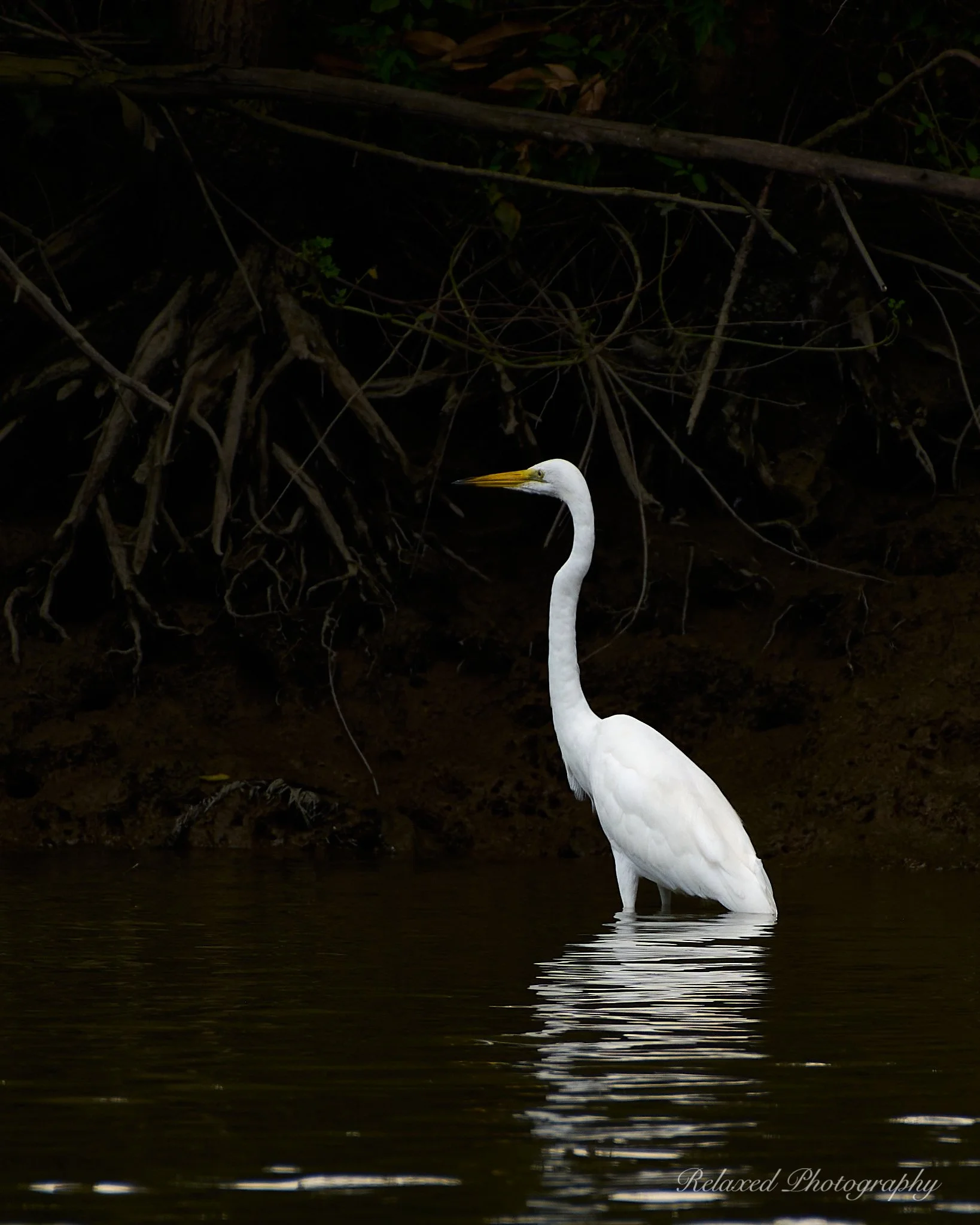 Birds 031.jpg