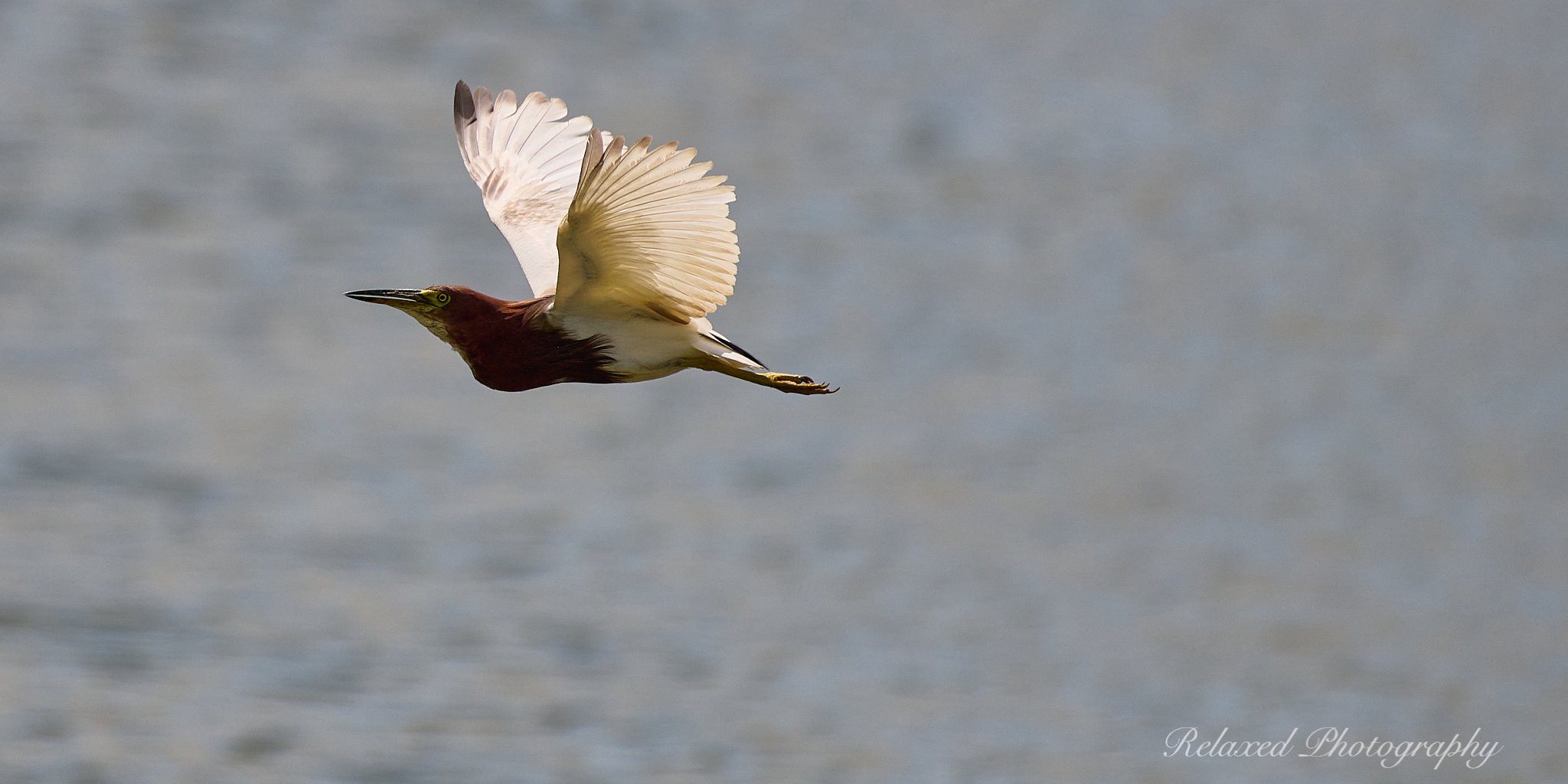 Birds 037.jpg