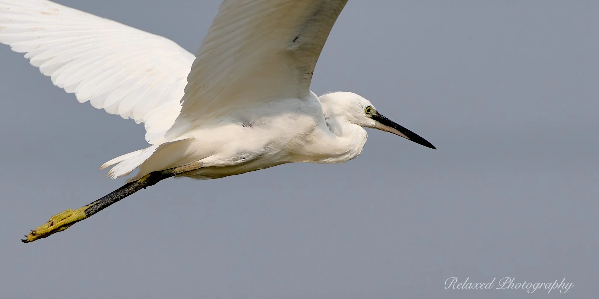 Birds 038.jpg