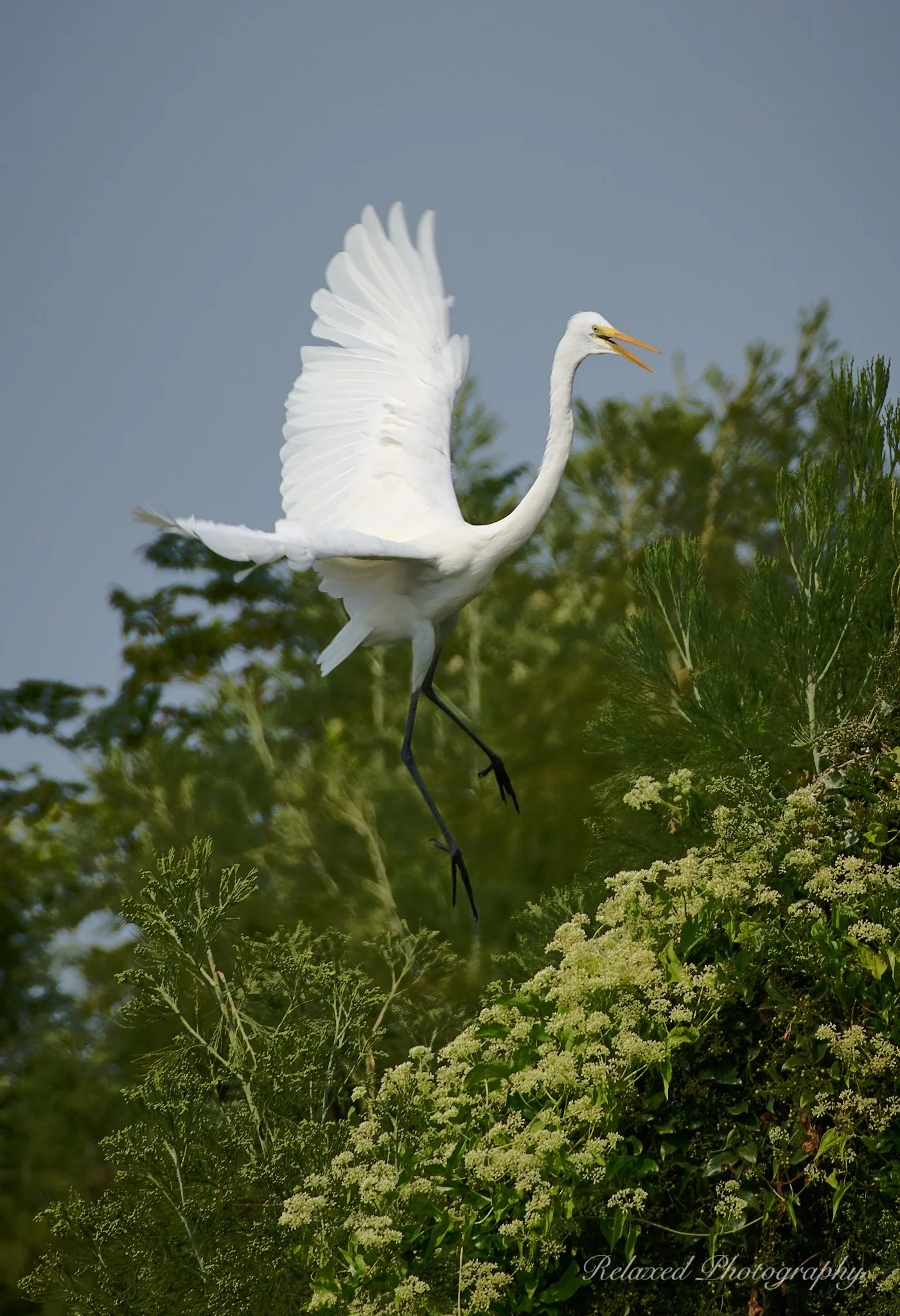 Birds 039.jpg