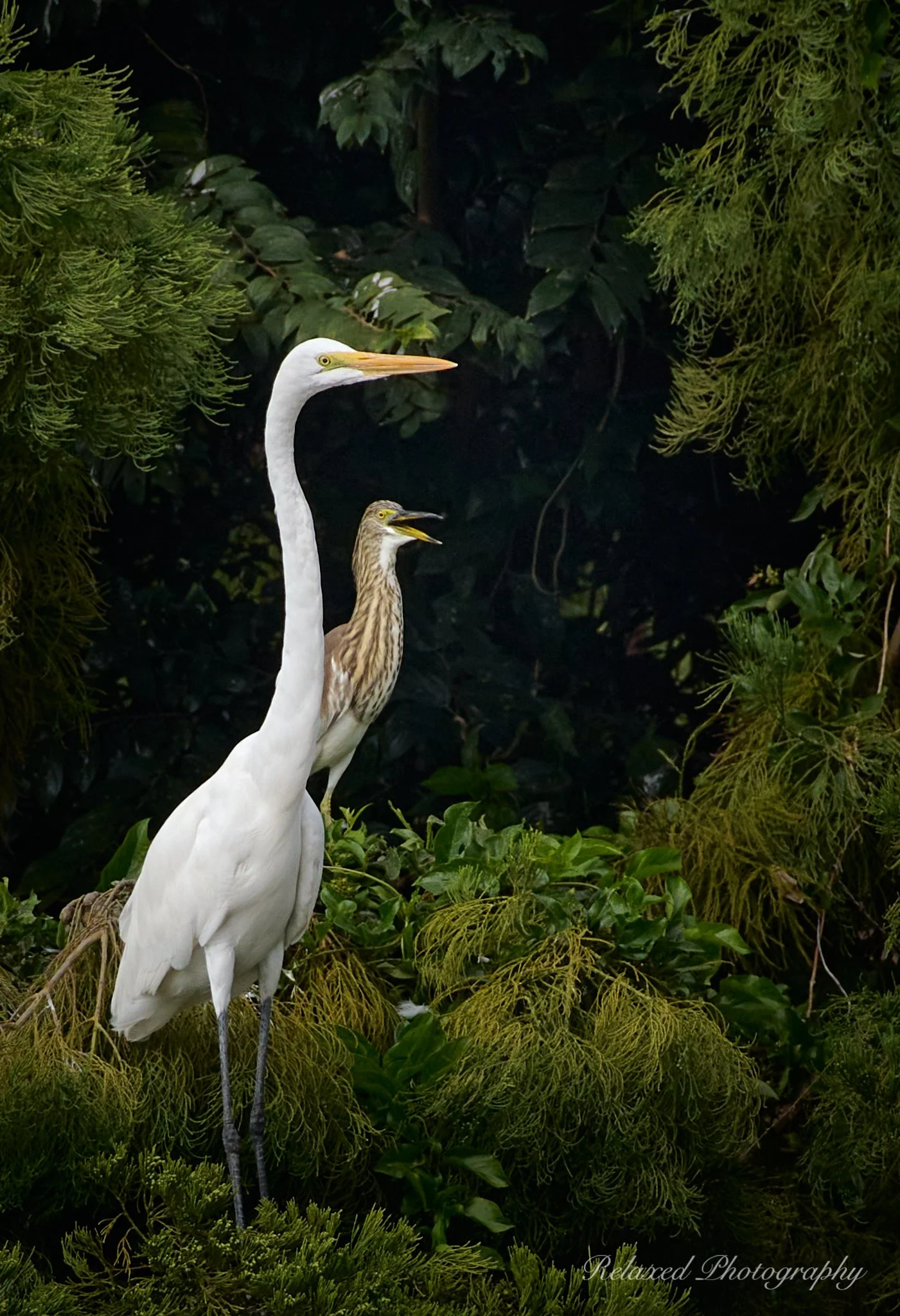 Birds 041.jpg
