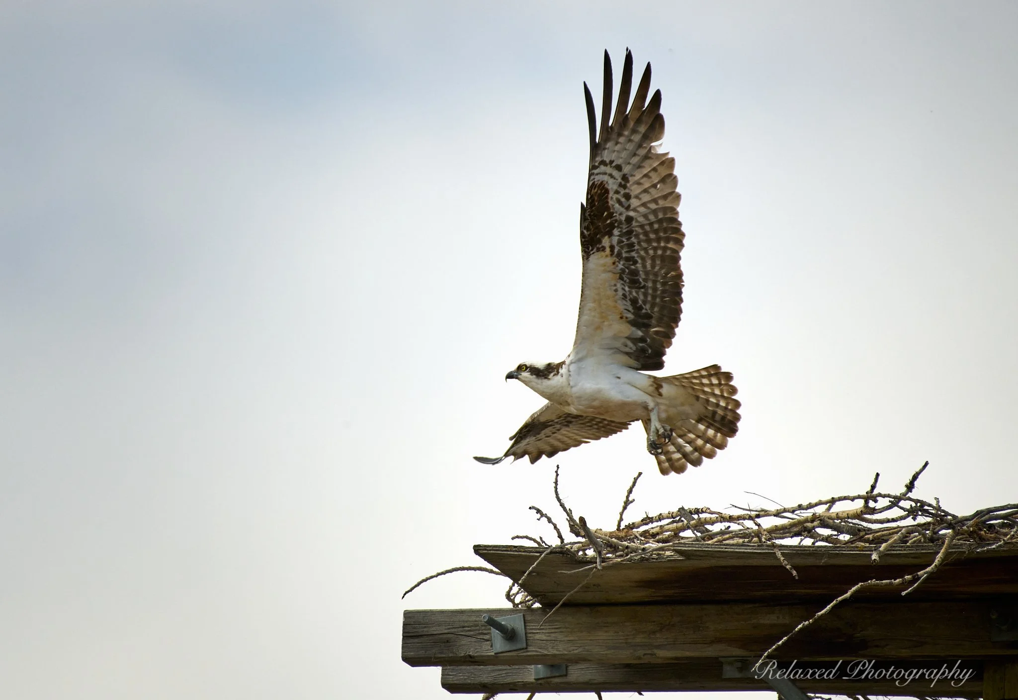  Have been lucky enough to watch these ospreys on my lunch break for the last couple of months.  I feel very privileged.   