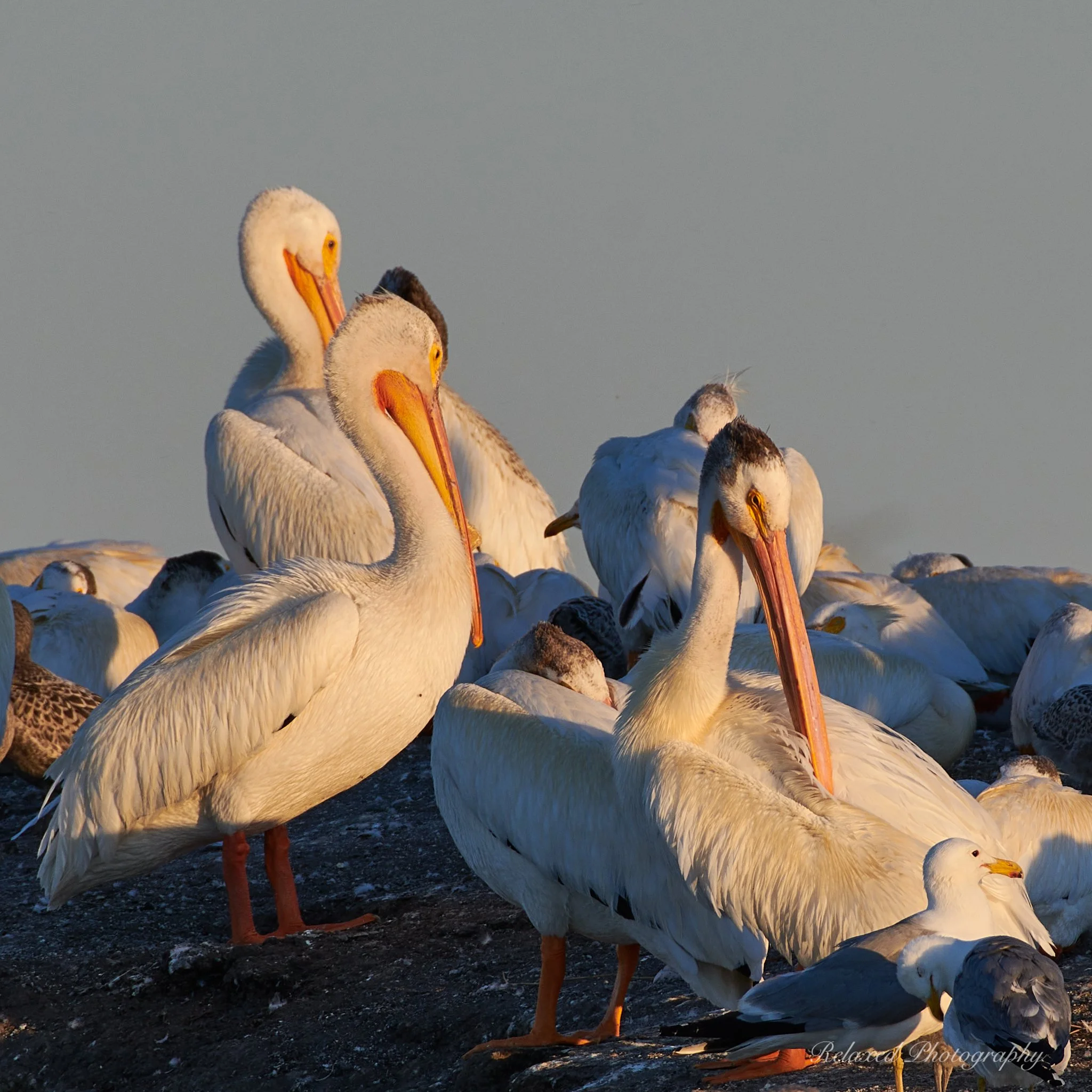   A little sunbathing?  Don’t mind if I do.   