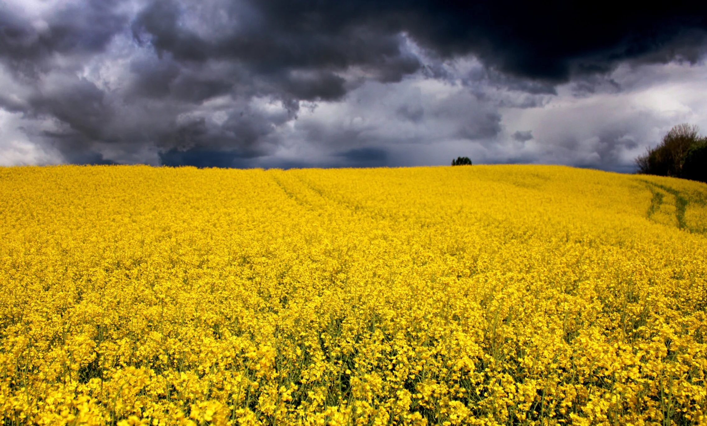 R U OK? How do you respond if the answer is NO?