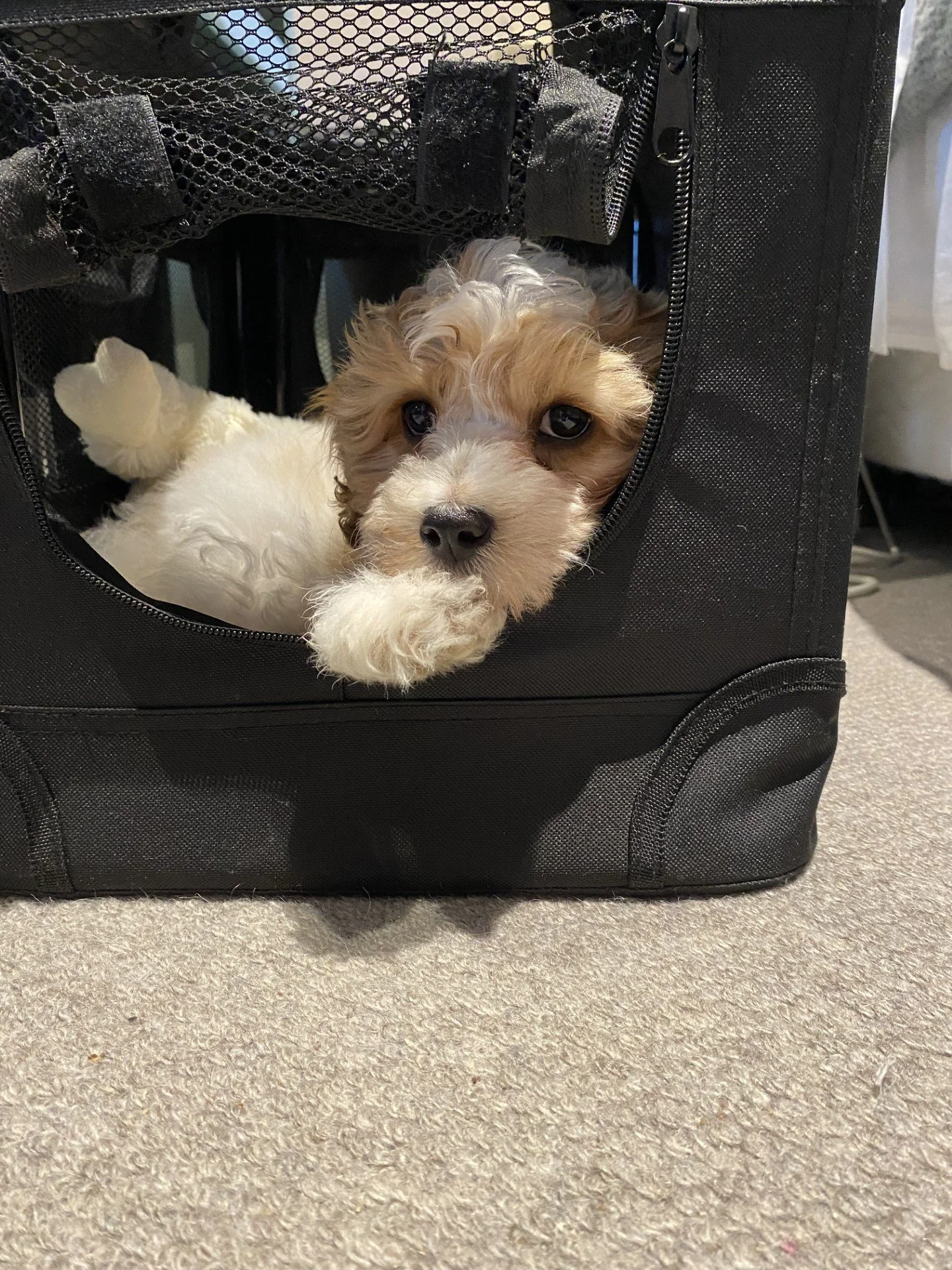 Lola in her crate