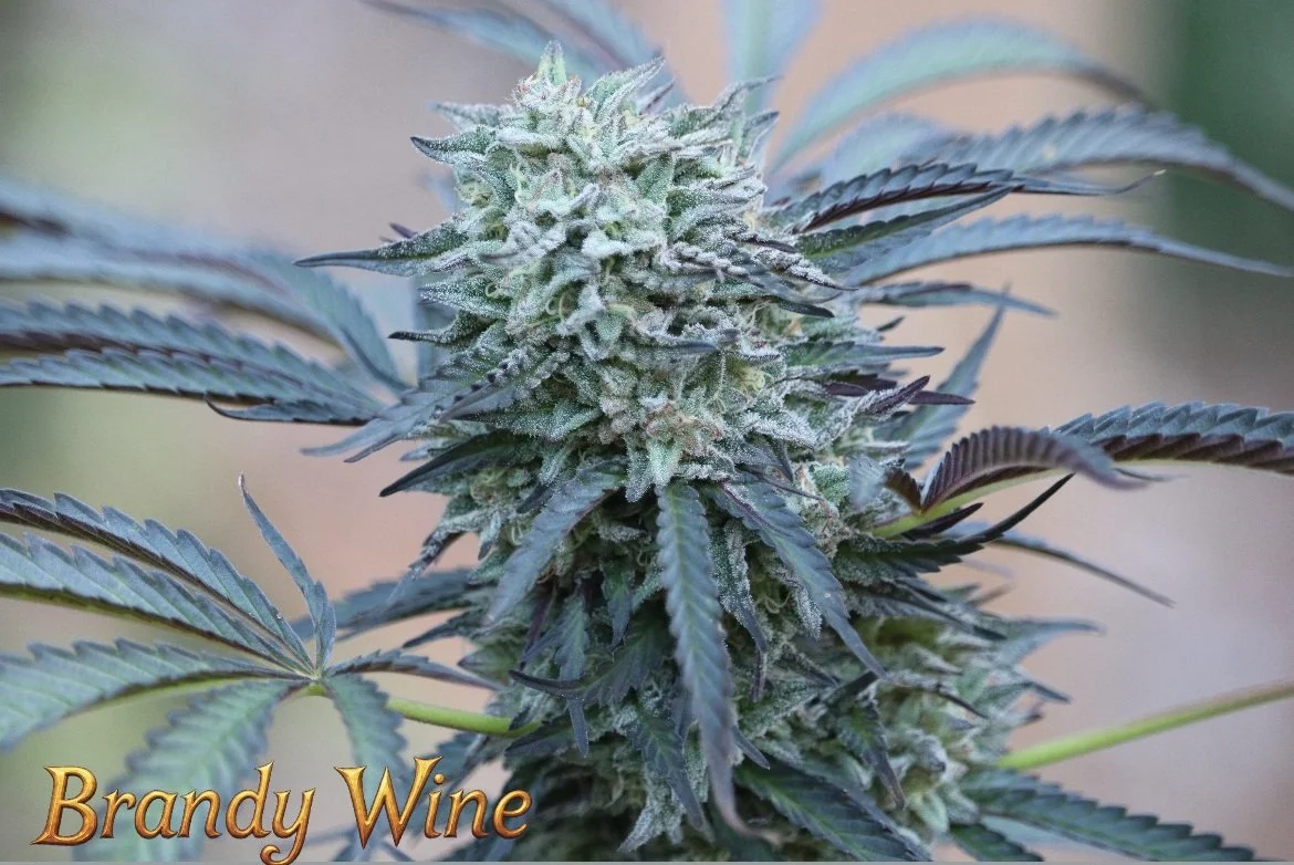 Lost Paradise Organics 2025 - 2026 OCal Harvest - Brandy Wine 1.jpg
