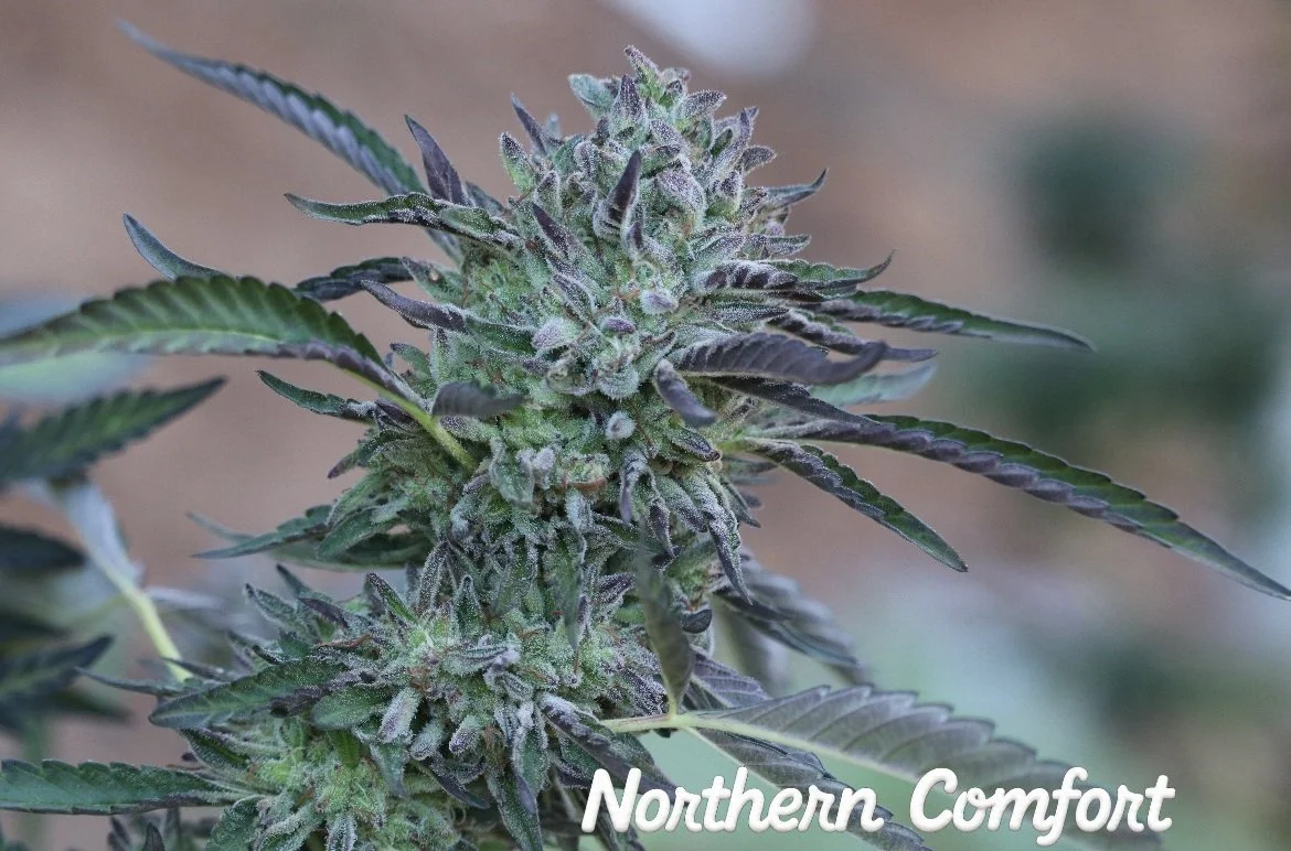 Lost Paradise Organics 2025 - 2026 OCal Harvest - Northern Comfort 1.jpg