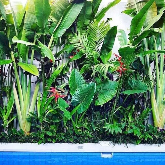 Weekend landscaping ideas: ... Trying to create a tropical garden for your home... a variety of big leaf plants will create the perfect tropical garden. The giant bird of paradise and Heliconia Hot Rio Nights are great screening plants... able to tol