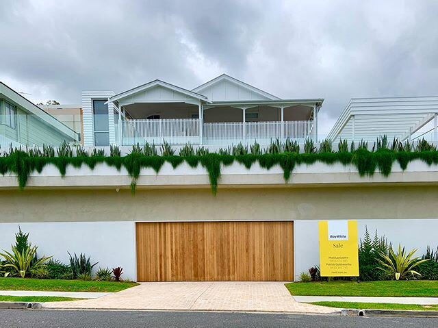 Casuarina Cousin It looking lush after the recent rain, on our project completed early last year for @zephyr.industries in Ascot