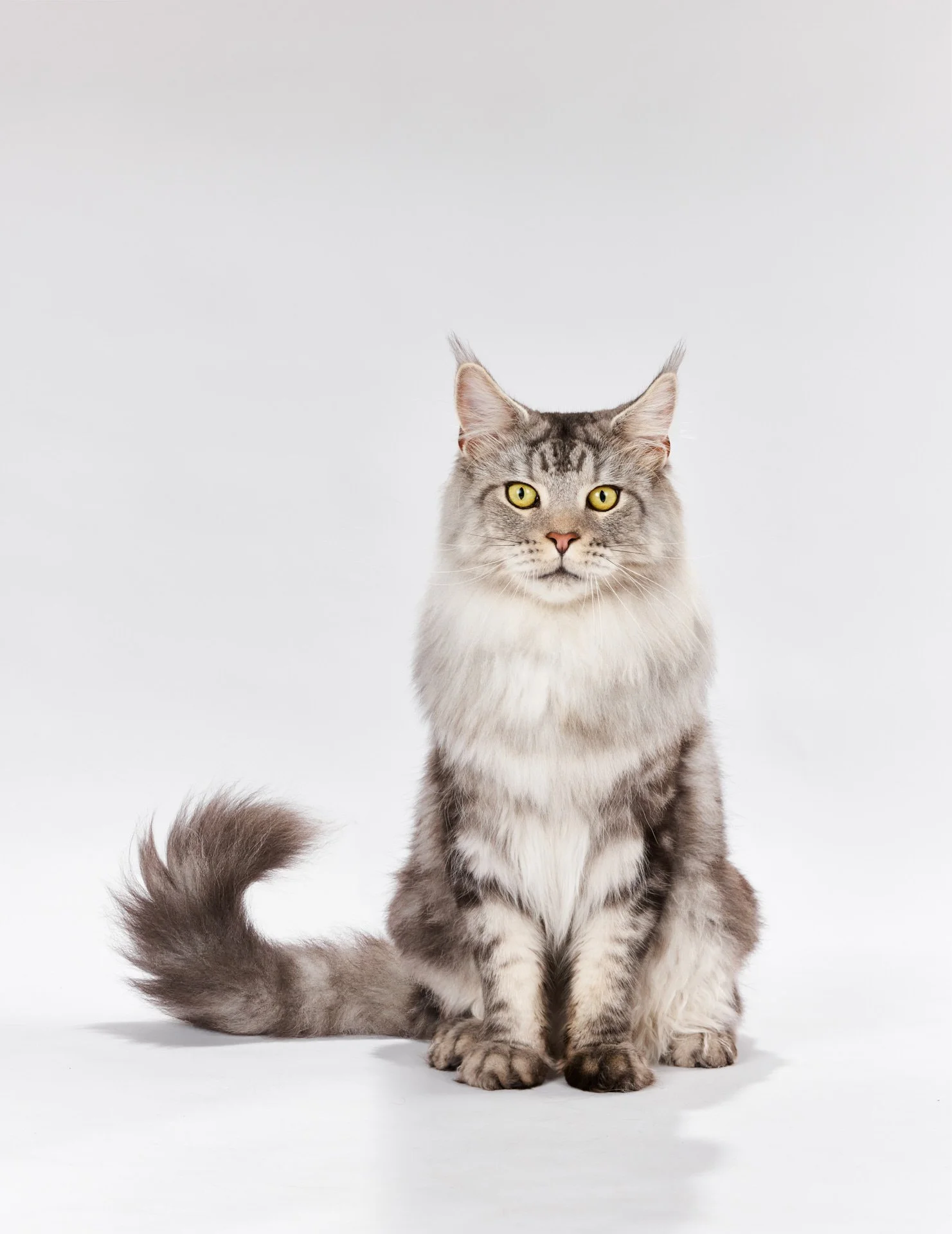 Purina_01_775.jpg