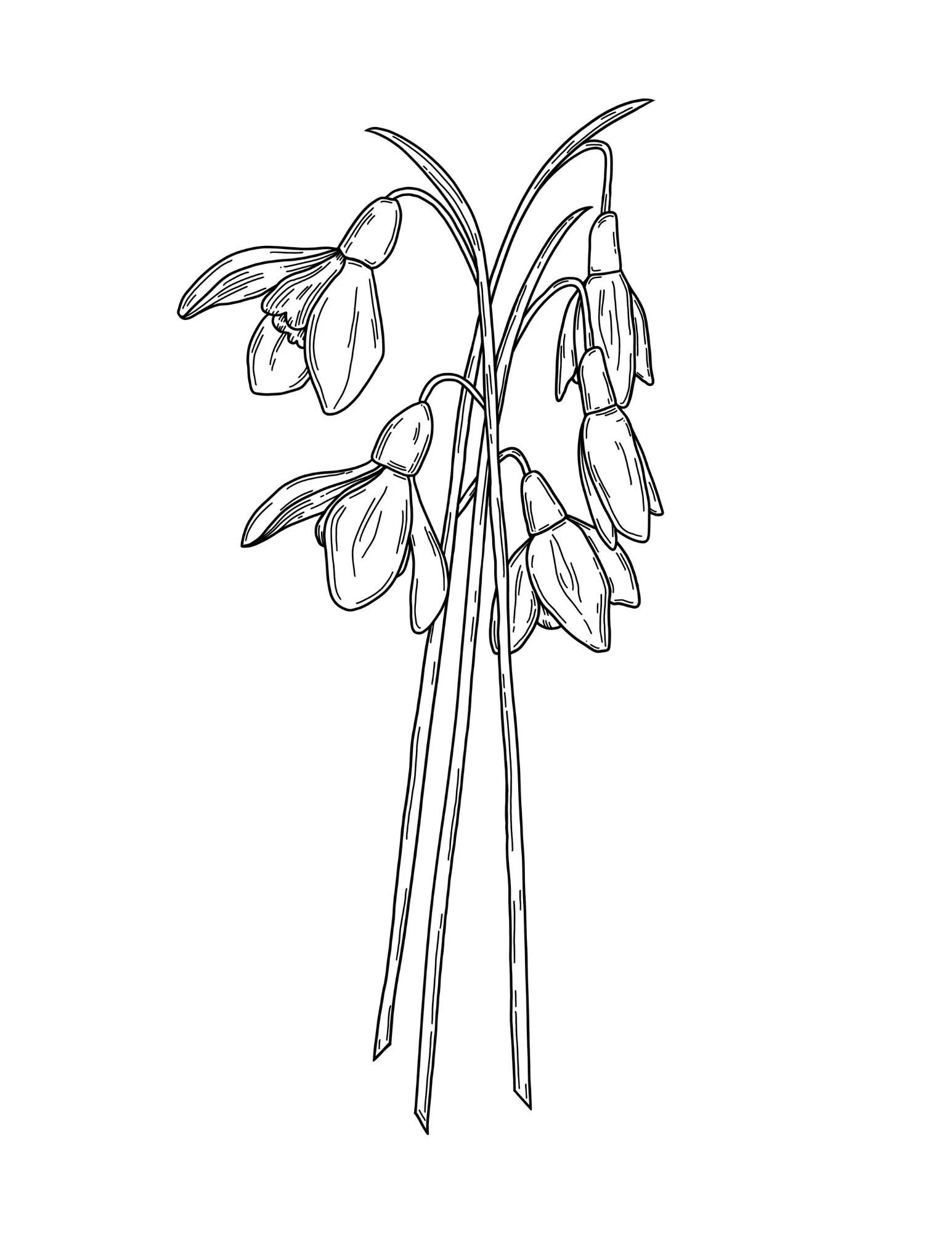 snowdrops.jpg