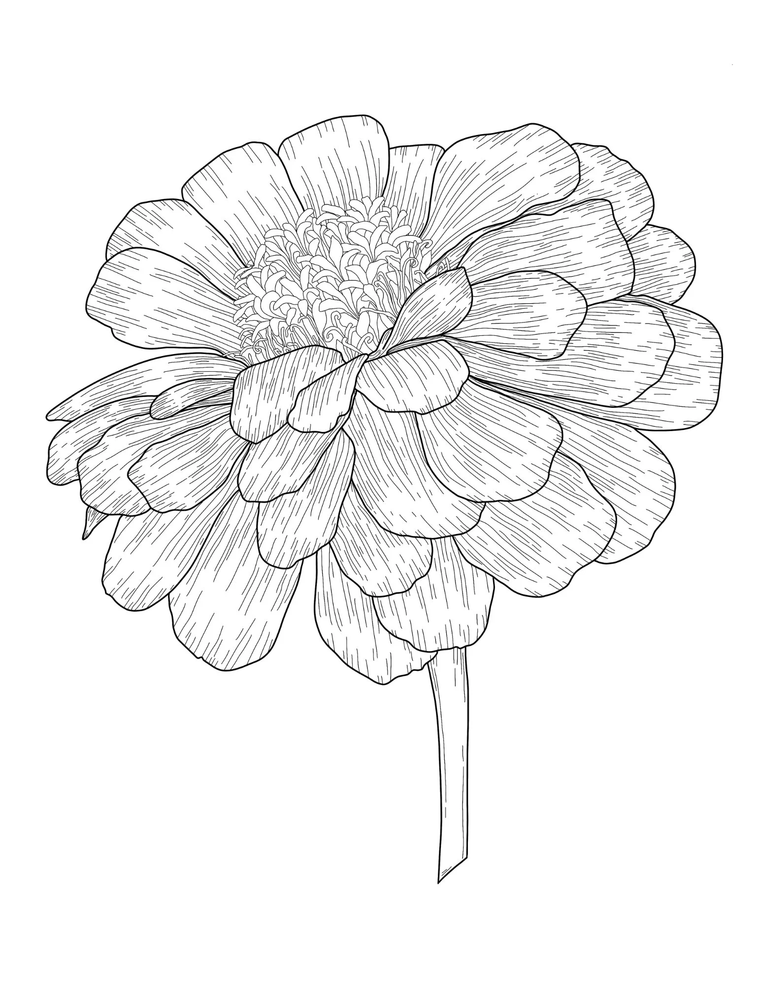 marigold.jpg