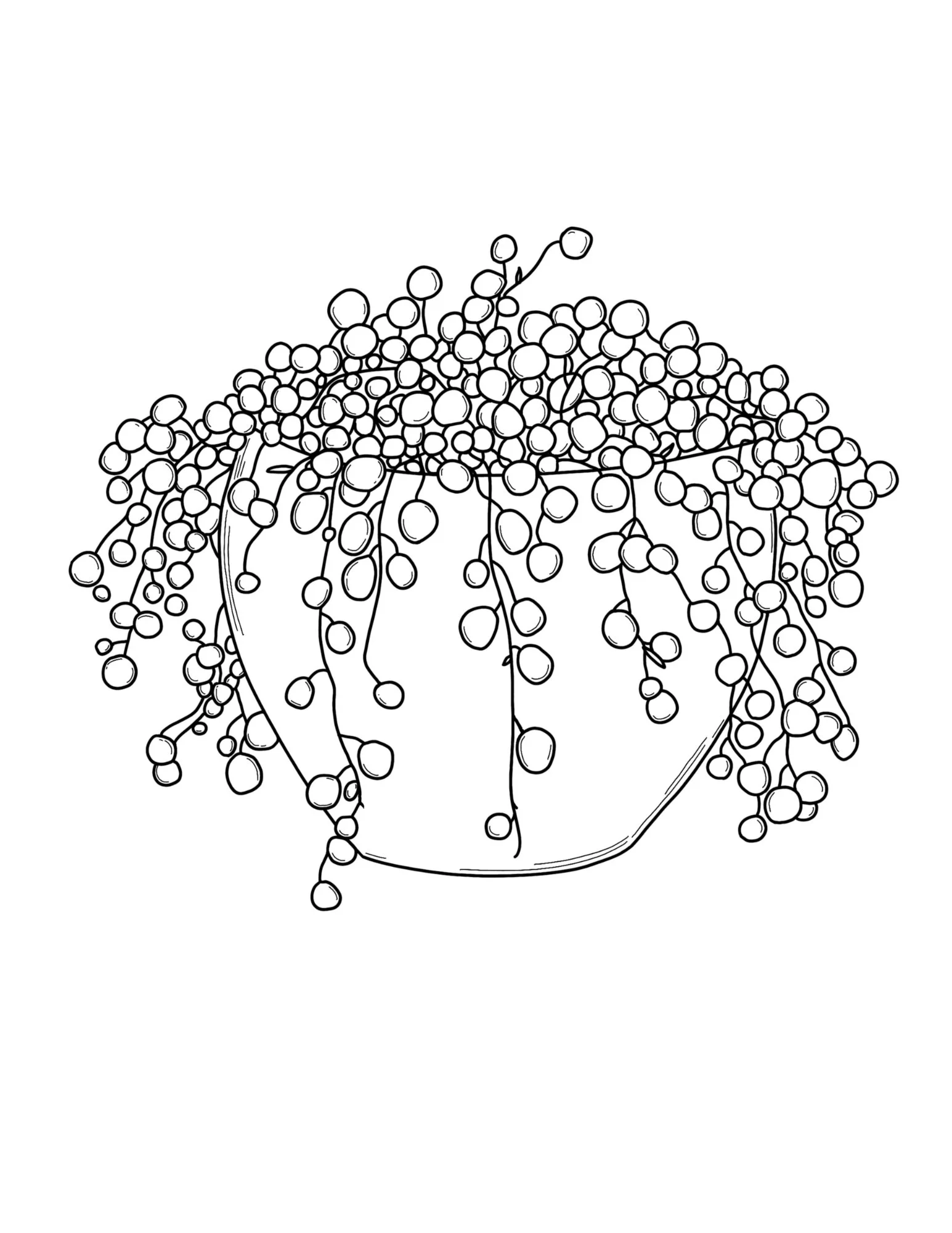 string of pearls.jpg