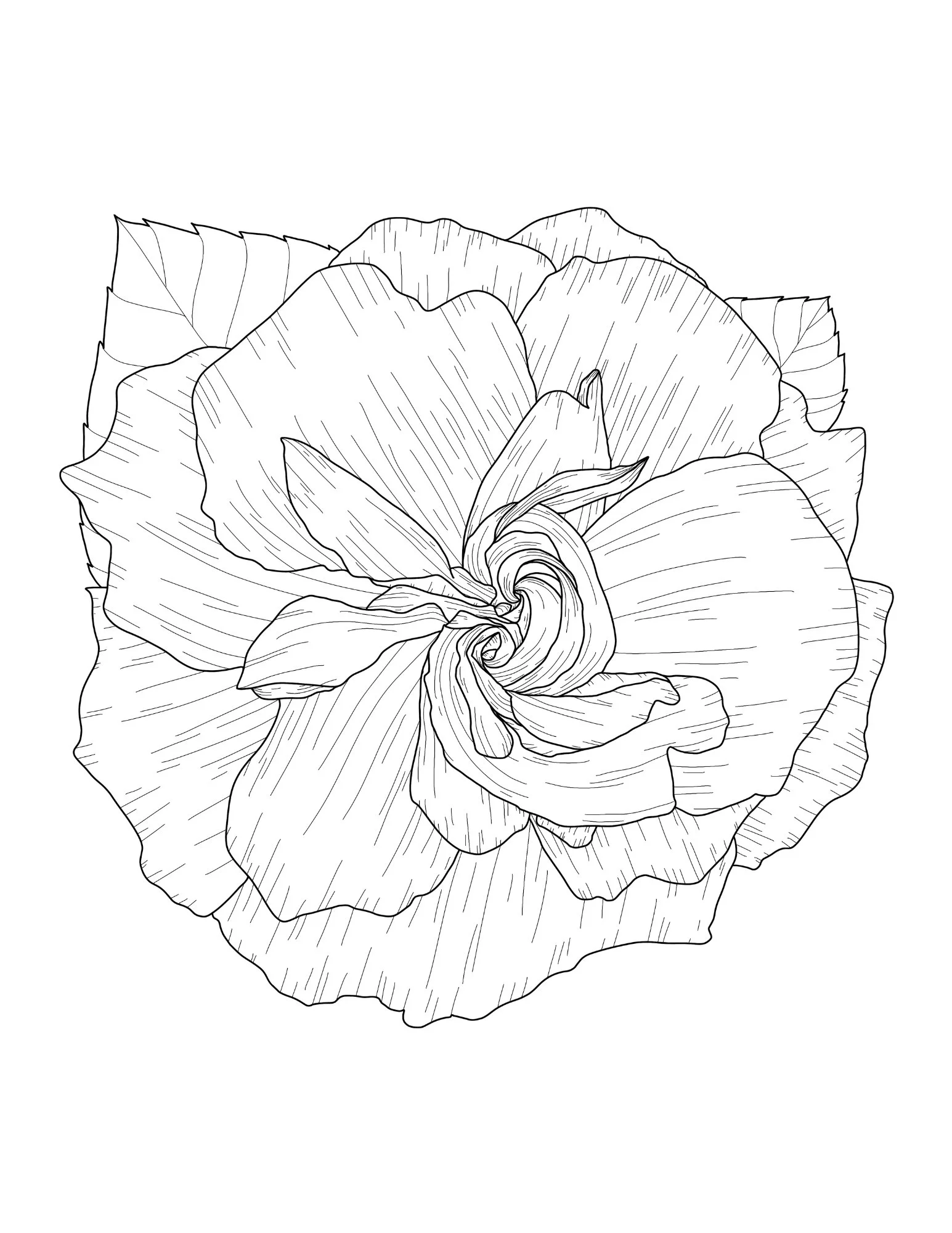 rose.jpg