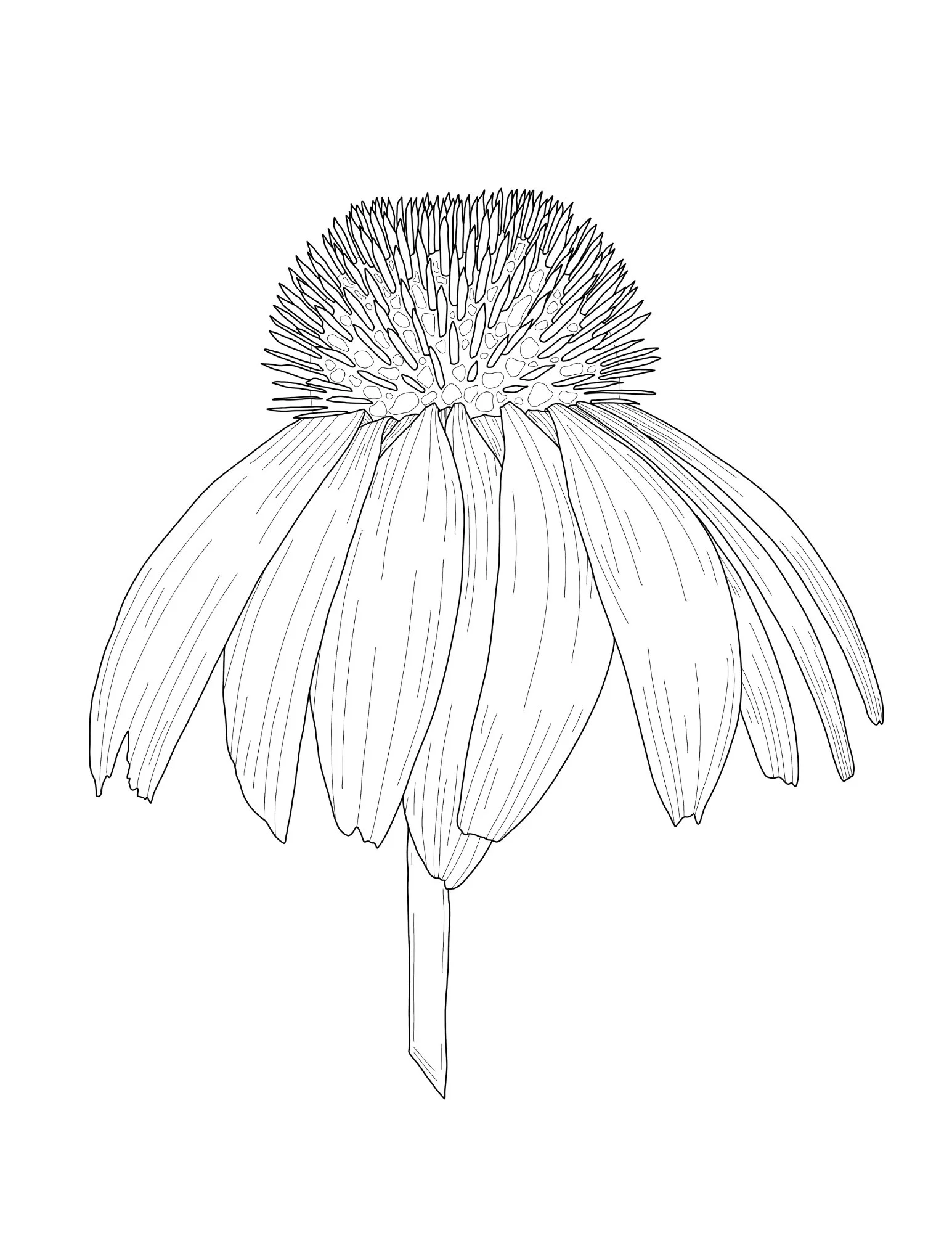 echinacea.jpg