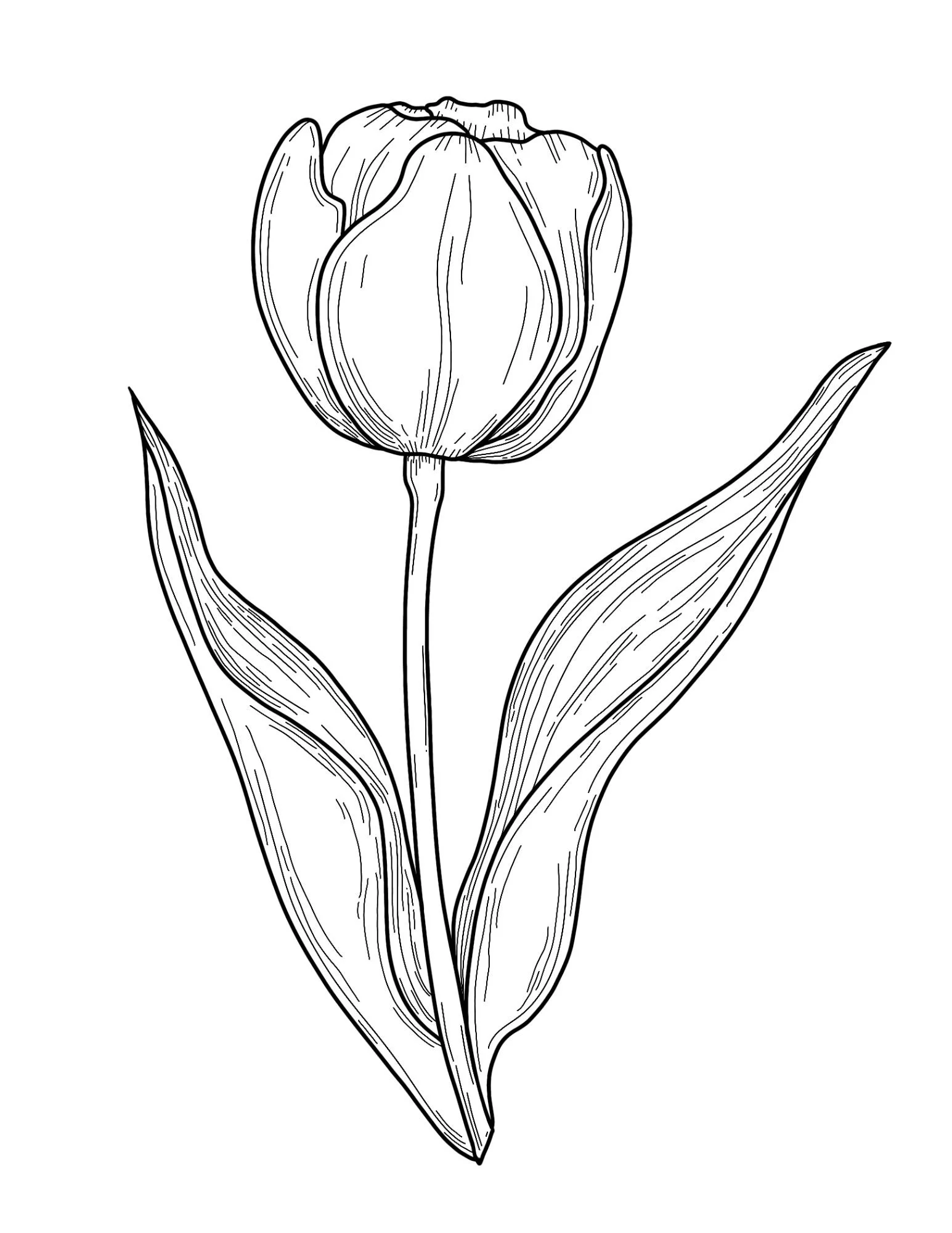 tulip.jpg