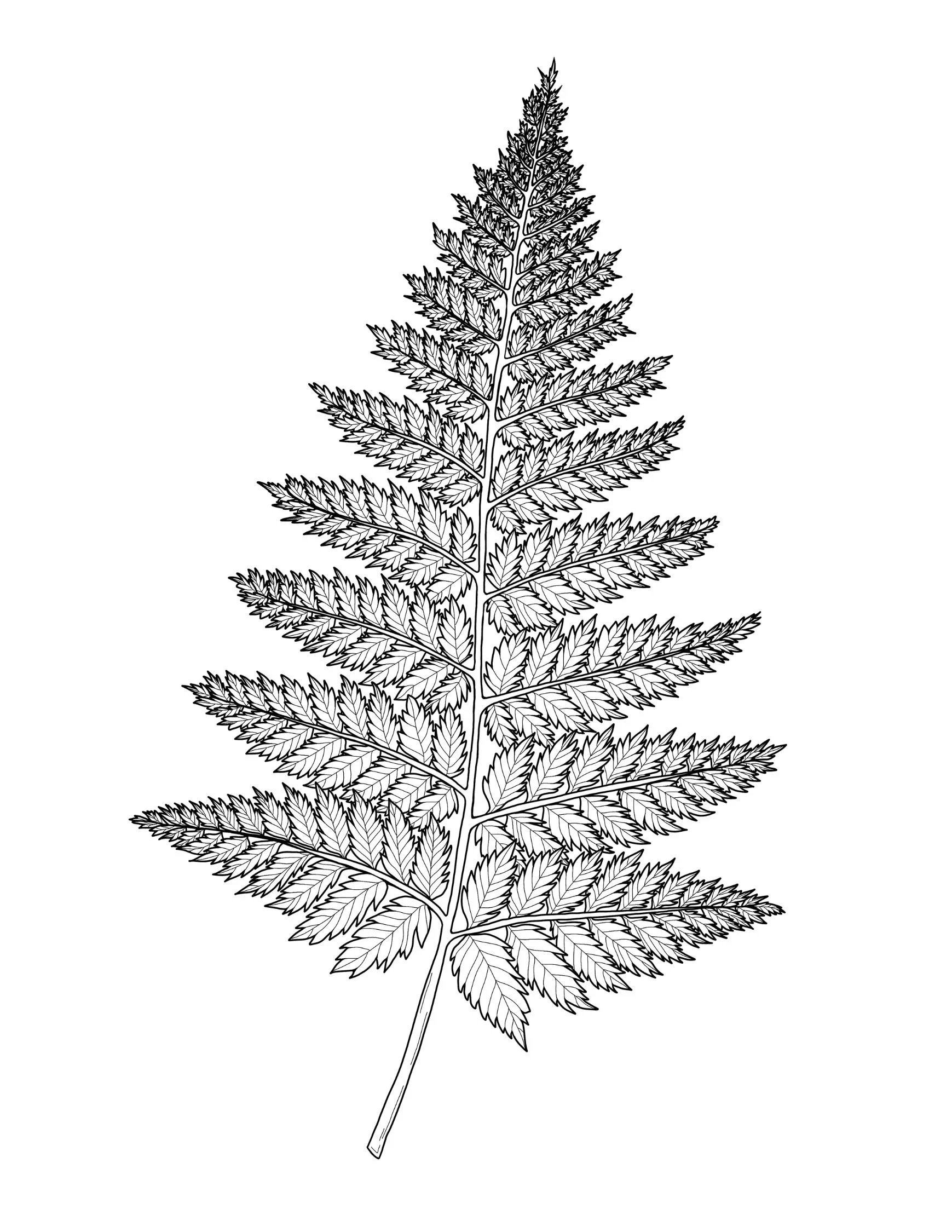 Fern Template (Royalty Free)