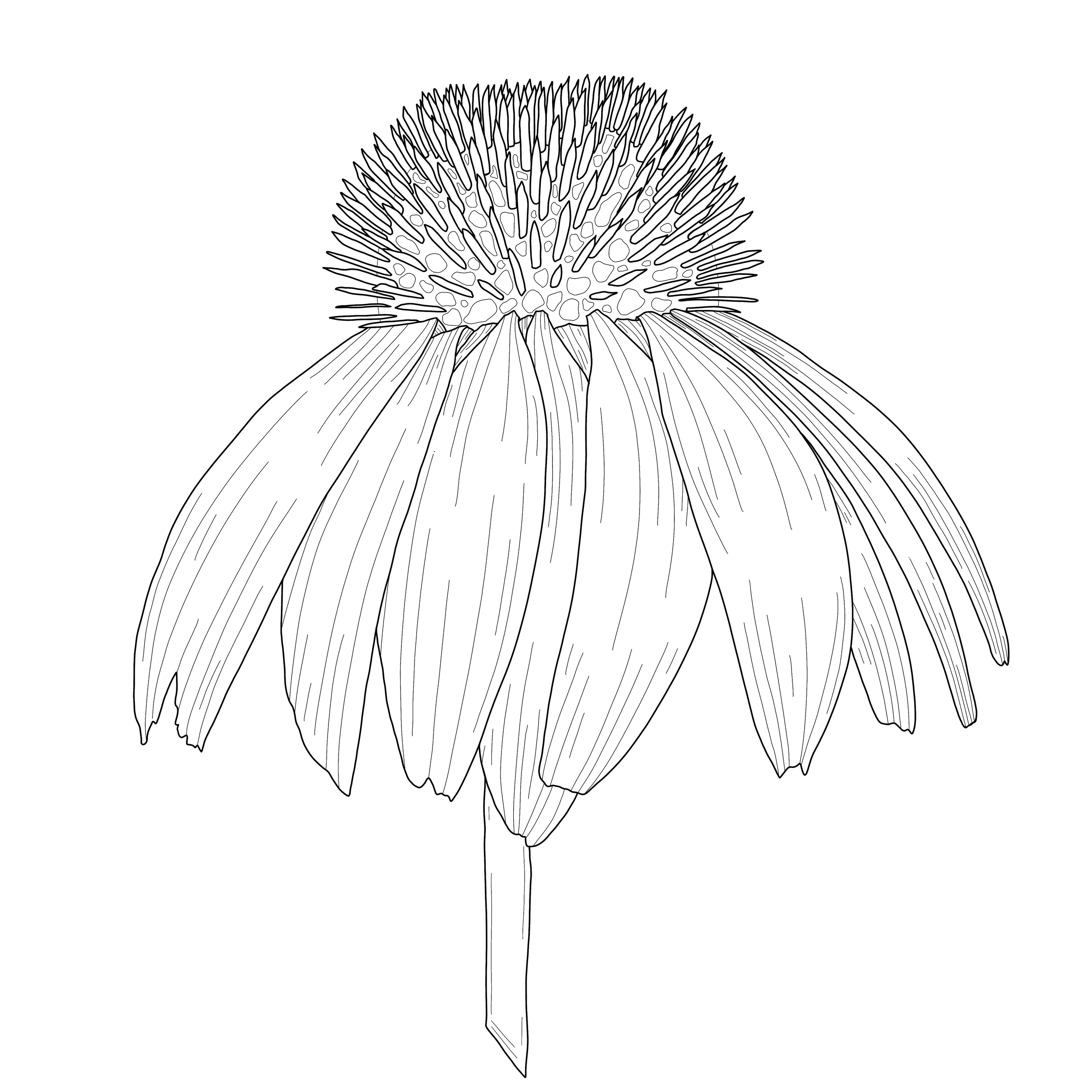 echinacea.png