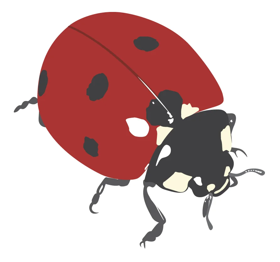 ladybug.jpg