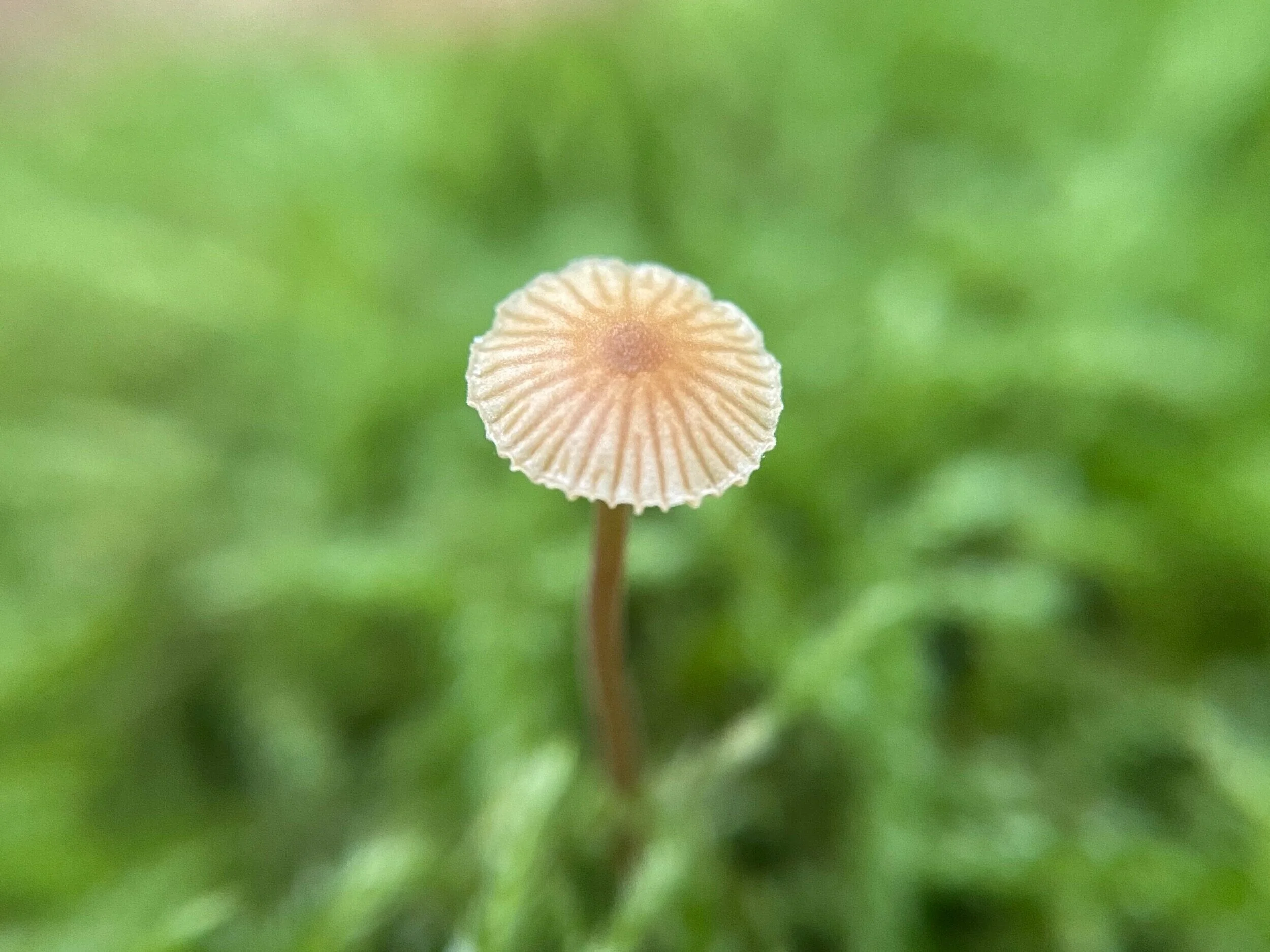 特集記事 ネイチャーガイドとコケさんぽ 十和田奥入瀬観光機構 Travel Towada