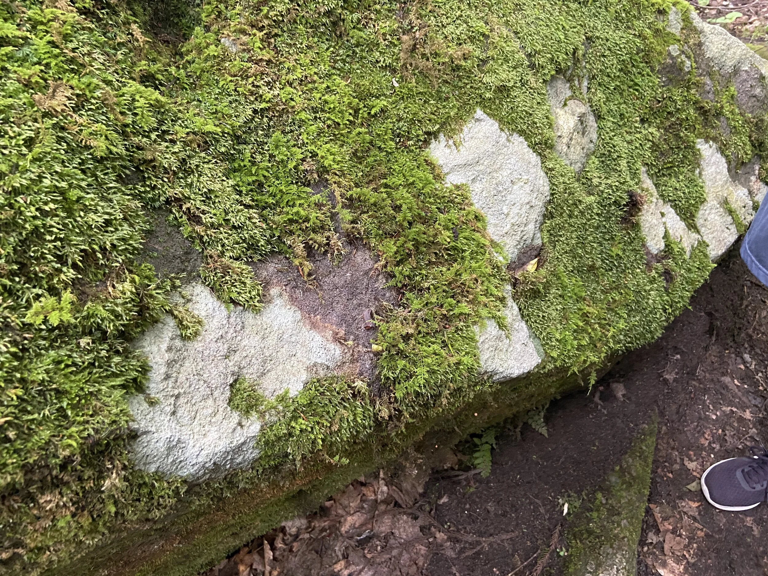 特集記事 ネイチャーガイドとコケさんぽ 十和田奥入瀬観光機構 Travel Towada