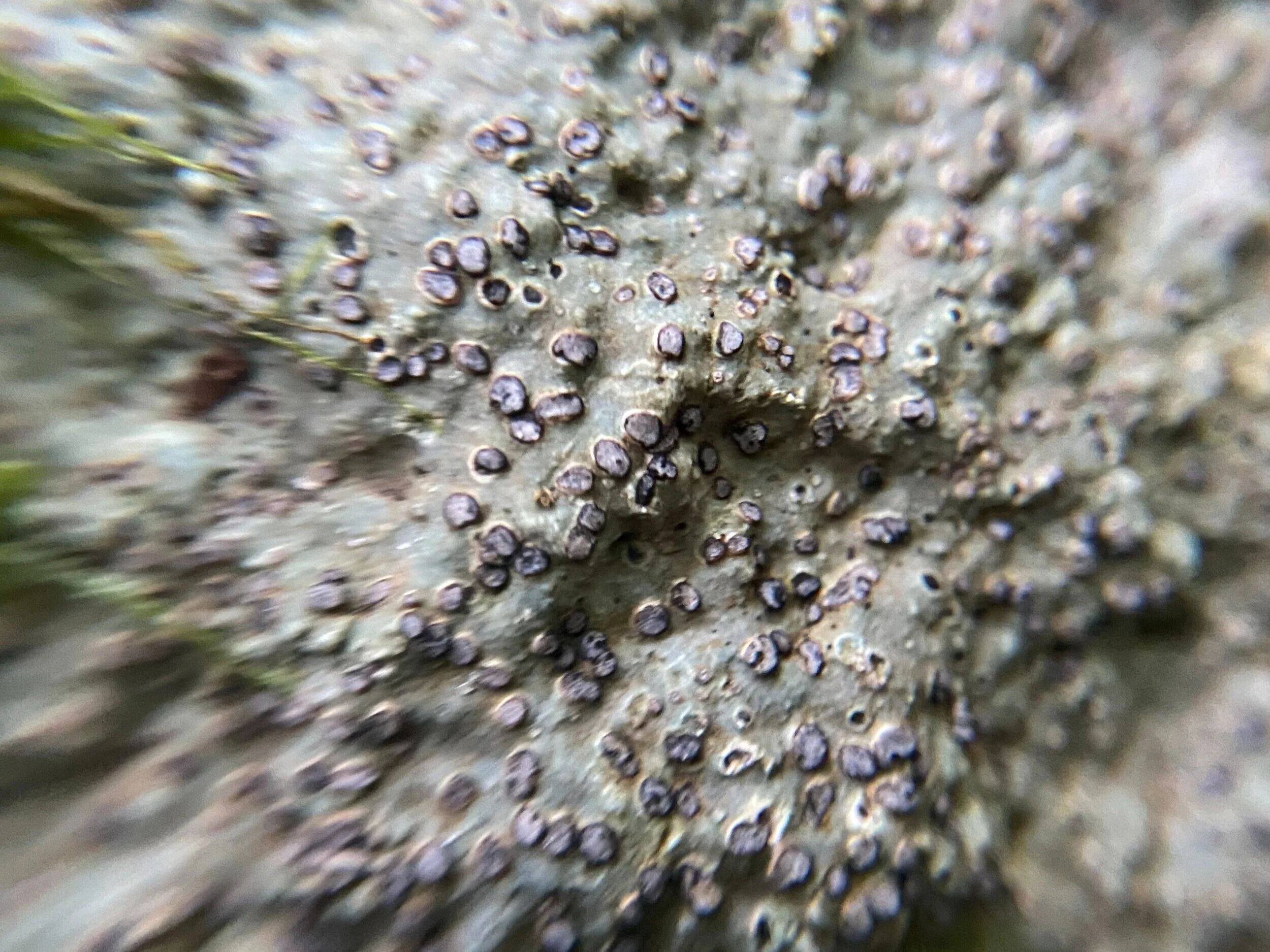 特集記事 ネイチャーガイドとコケさんぽ 十和田奥入瀬観光機構 Travel Towada