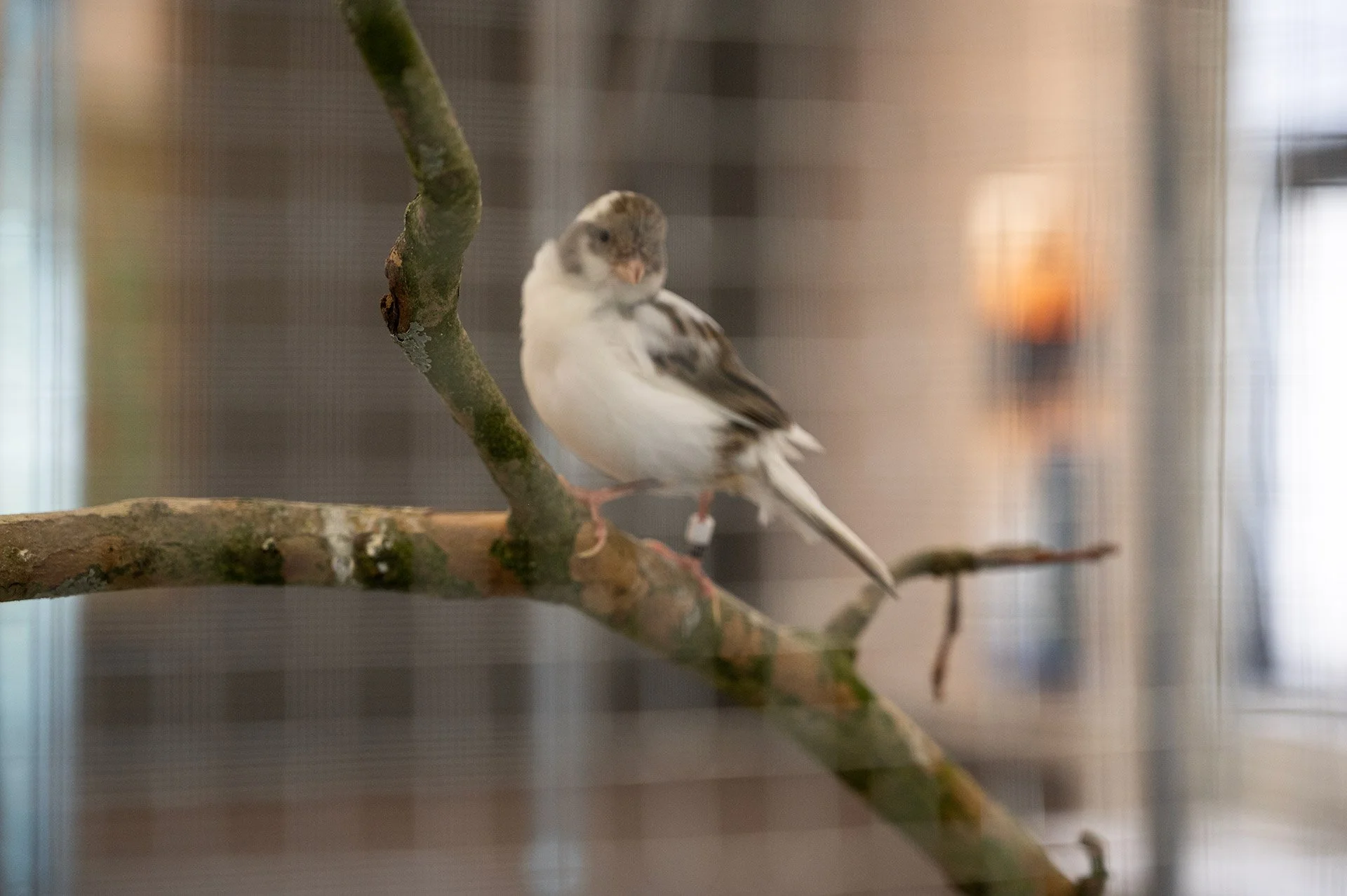 Mudel Deinze - (Photo by Matthias Yzebaert) - DSC_6748.jpg