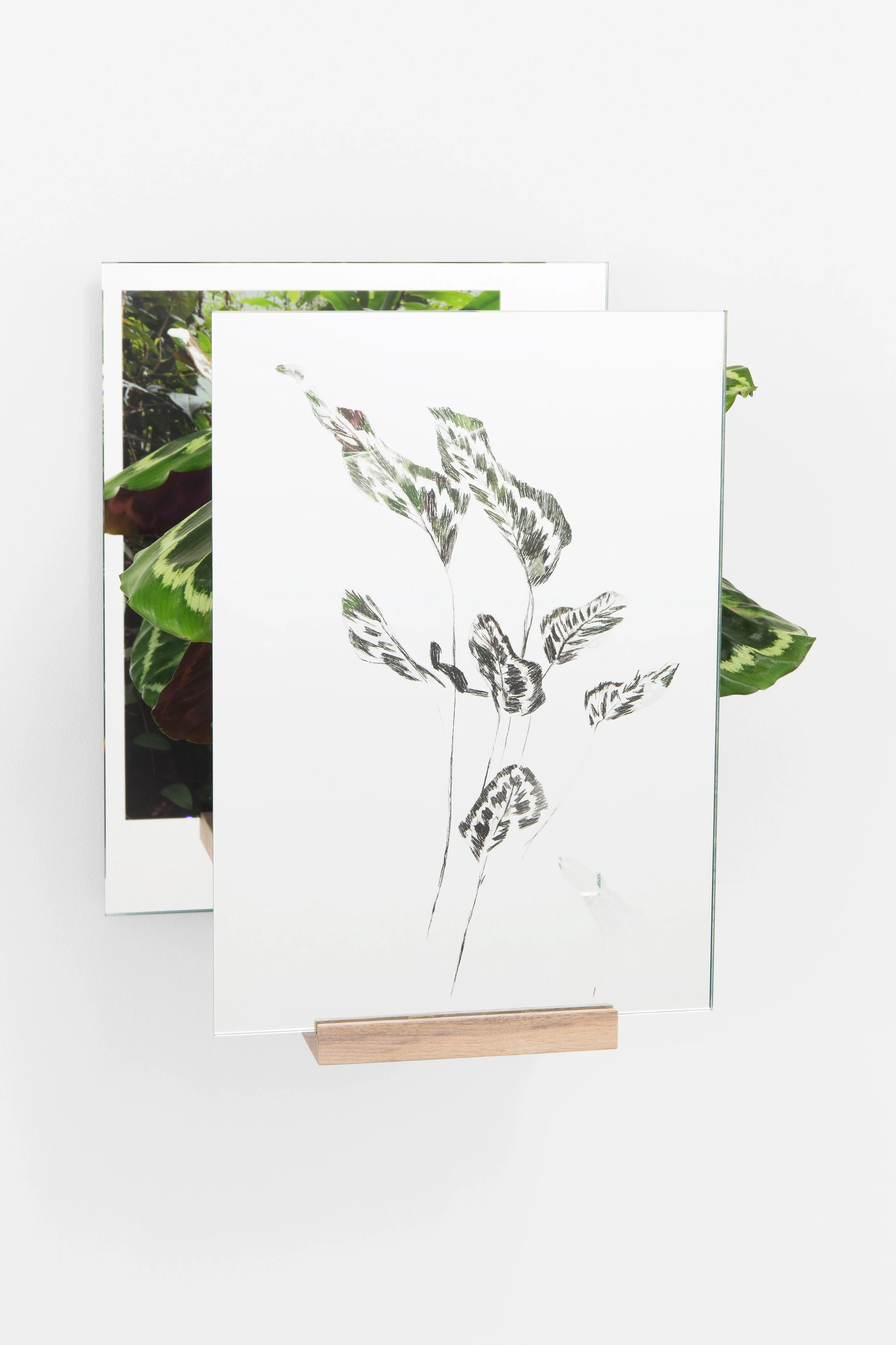 Absence after Calathea