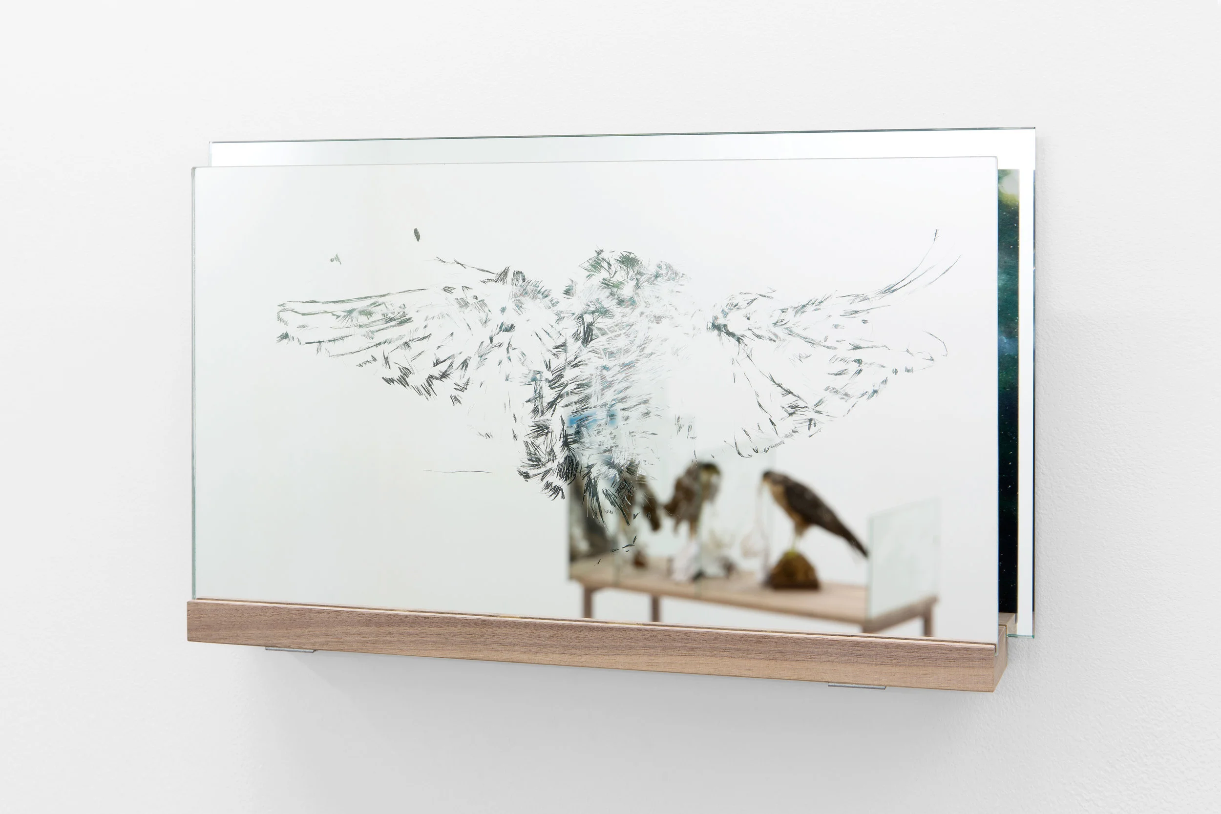 Transparency, collision (Owl)