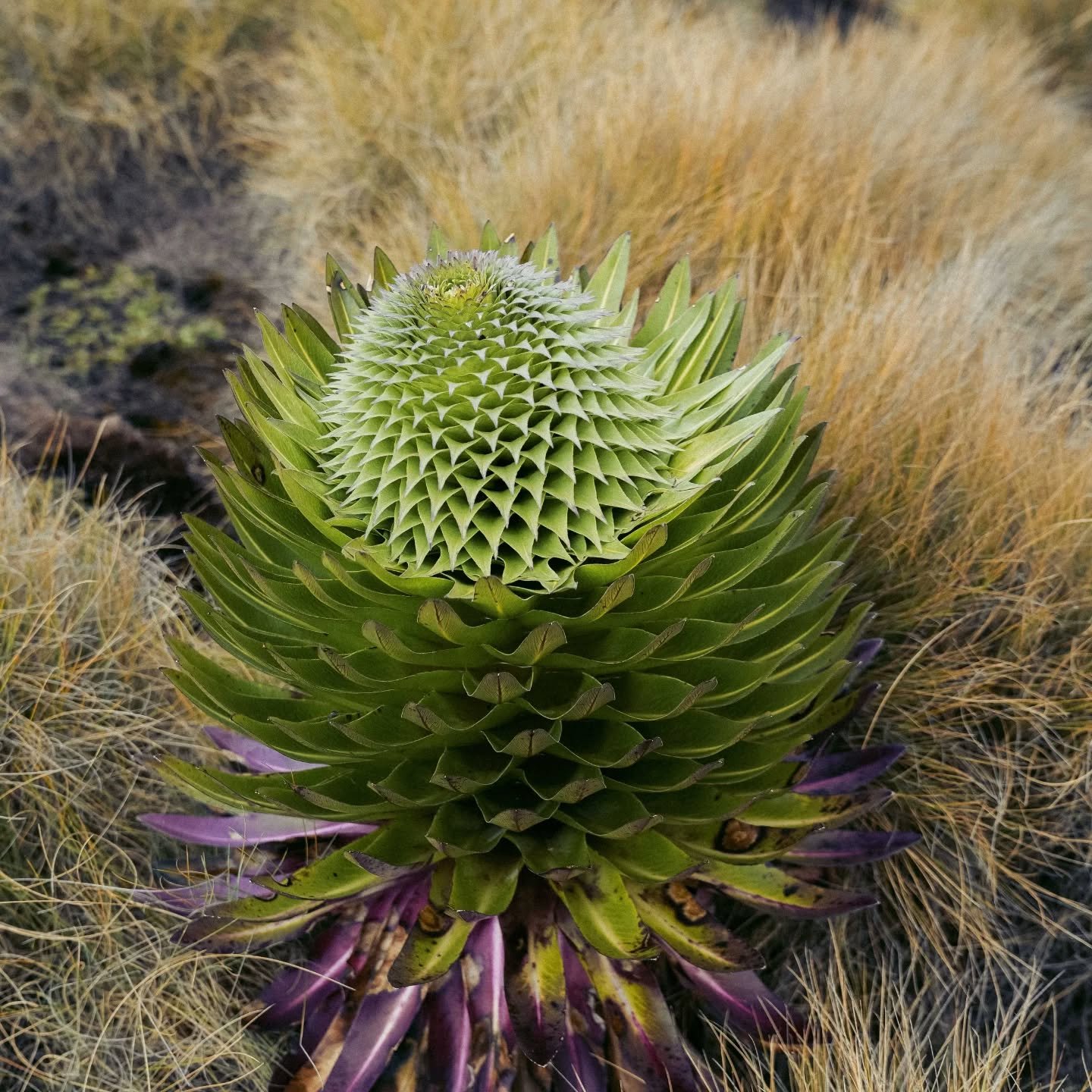 High up in the Afroalpine zone 3000 to 5000 meters above sea level on Mt.Kenya valleys of Giant Lobelias stretch out in every direction their towering rosettes rising at different heights.

This photo shows a young lobelia its symmetry and colour, th