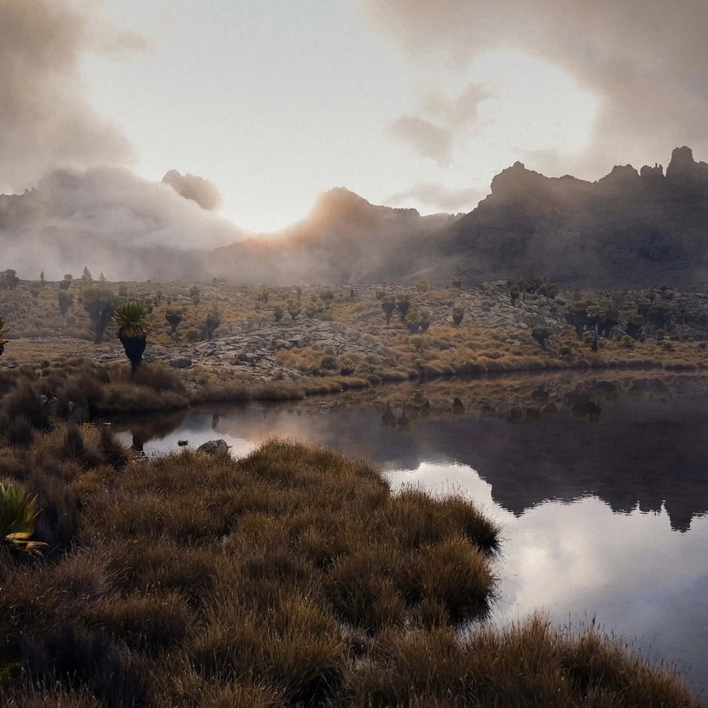 Six hours into the climb to Mintos Camp, the landscape around Mount Kenya starts to feel almost otherworldly.

We wind through valleys crowded with towering giant lobelias, their tall spikes rising above cushions of heather and tussocks of alpine gra