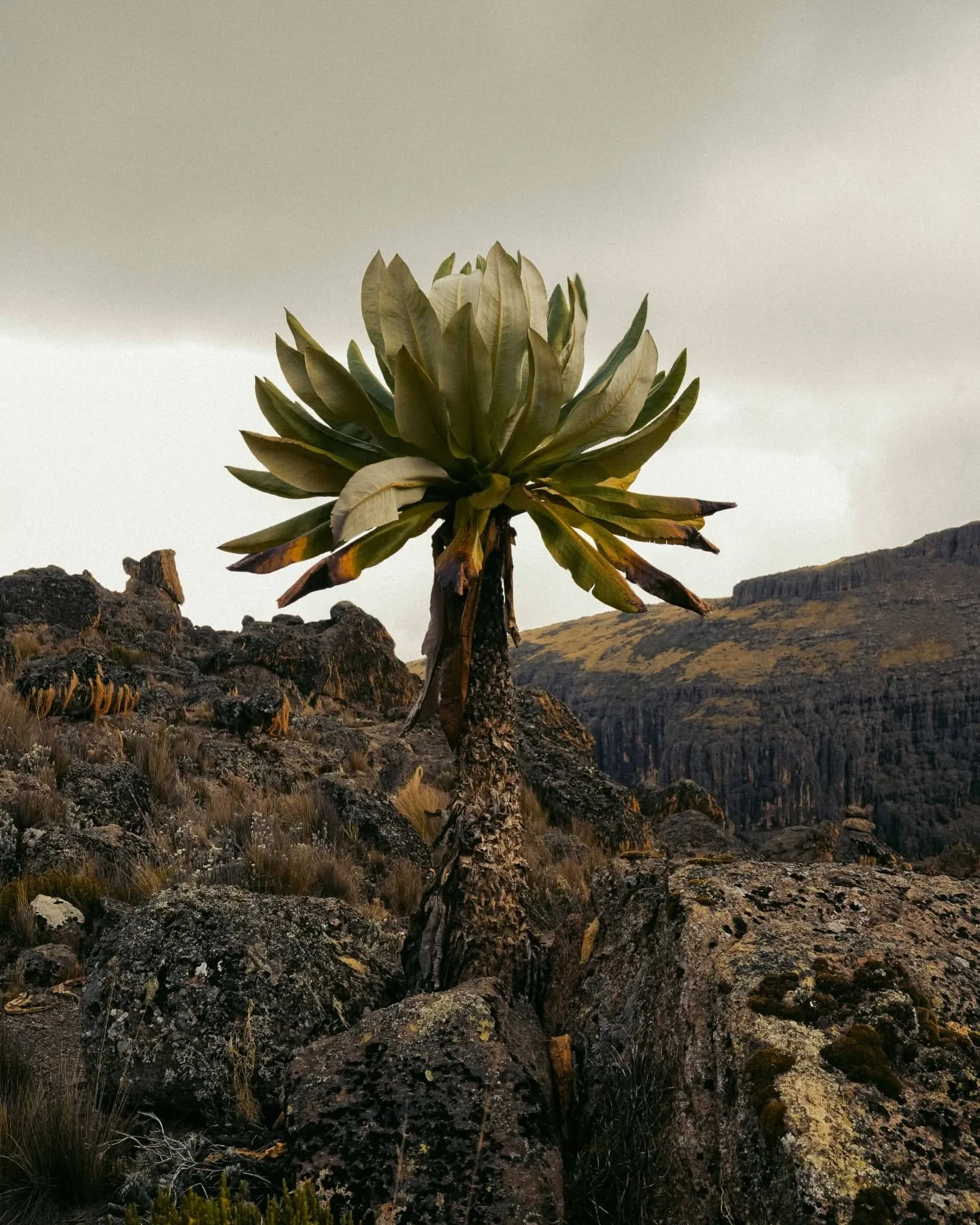Mt.Kenya
Photoby: @algreen1987 
#mtkenyanationalpark 
#mountkenya #kenyaphotography #landscapephotography