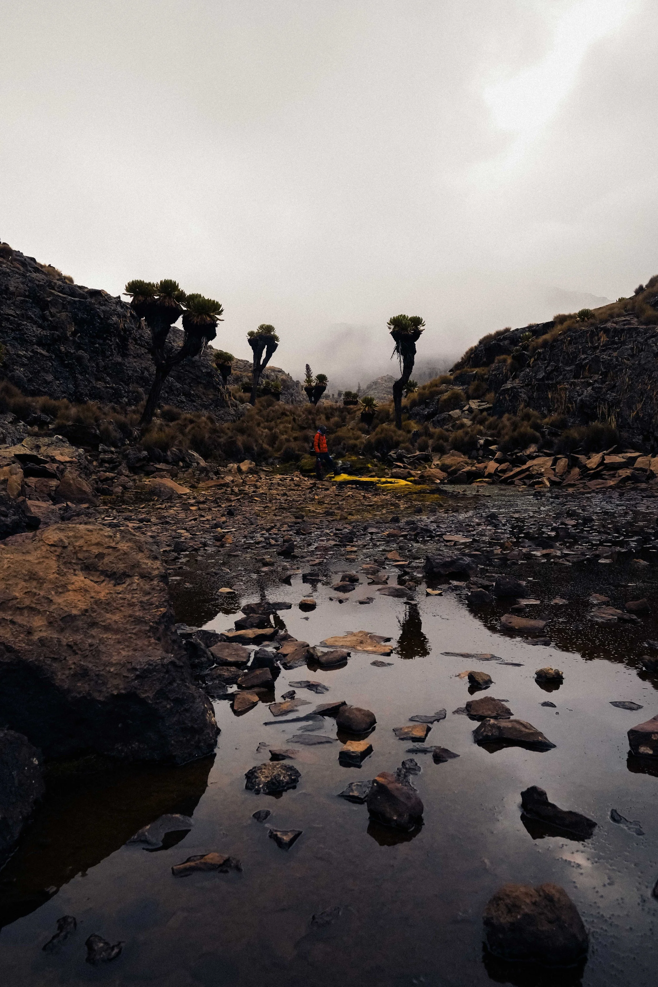 mount-kenya-alpine-valley-giant-groundsels.jpg