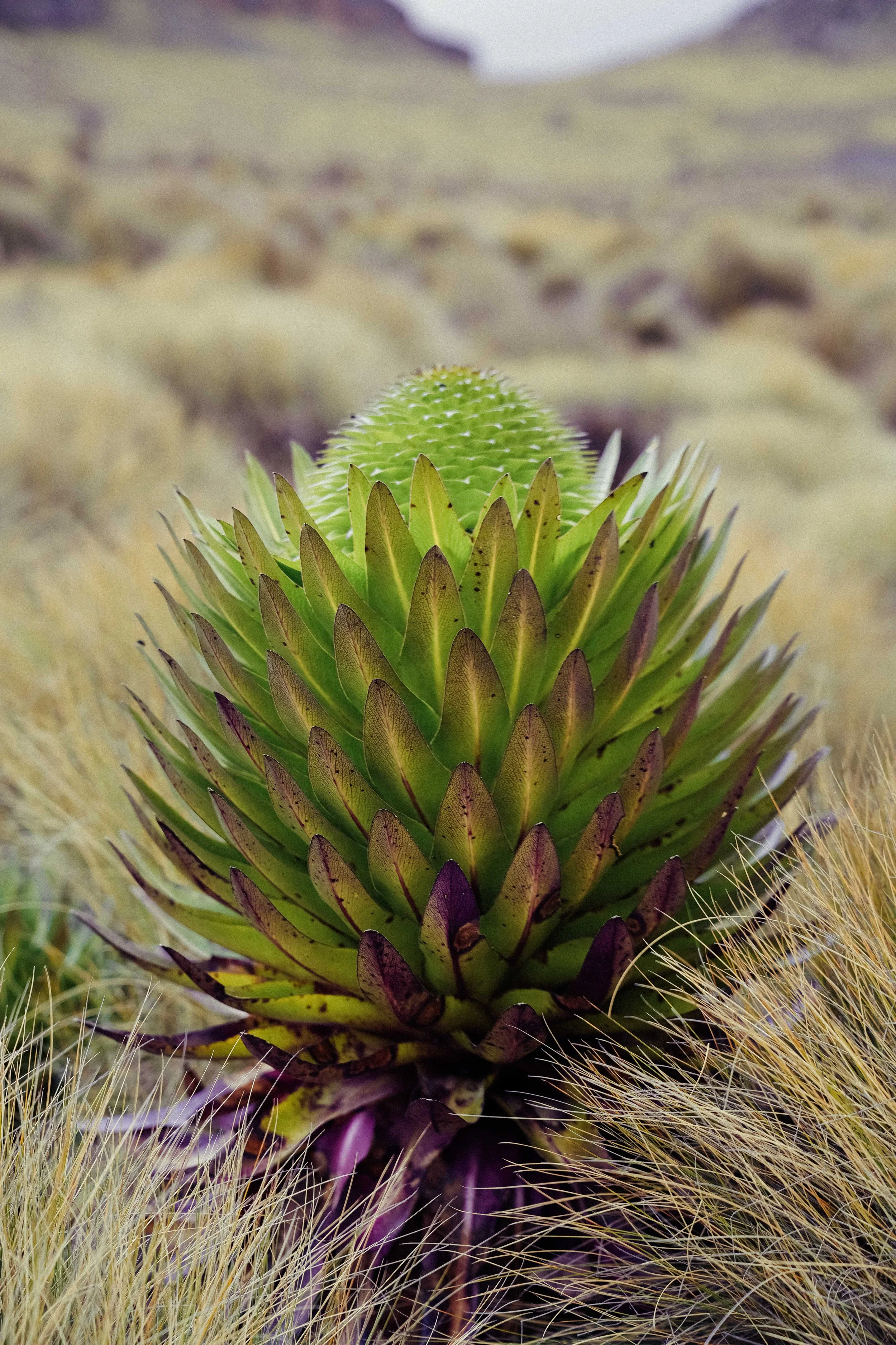 Close-up of a giant lobelia growing in the high alpine landscape of Mount Kenya.