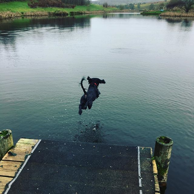 Yeee-haaa! Max leaping into the lake and 2019, thank you Karen for sharing such a joyful photo with us!
#happynewyear #2019 #sprocker #sprockerofinstagram #jumpforjoy #fforestfields #ThisIsRadnorshire