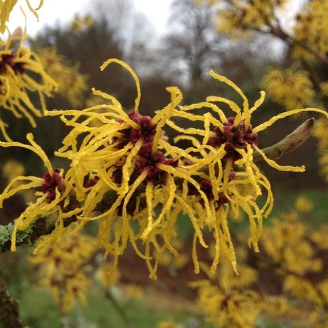 Not a breath of wind today! After the clear night last night we still have a slight frost but Ffynnonau is warm and snug waiting to welcome new guests today!
#holidaycottage #snugasabug #logfire #witchhazel #welcome #thisisradnorshire #wellnessheartofwales #farfromthemaddingcrowd #offthebeatenpath