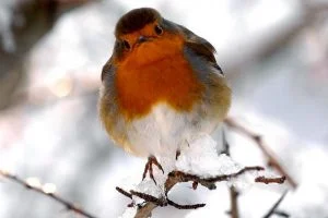 Robin_Image1-300x200.jpg