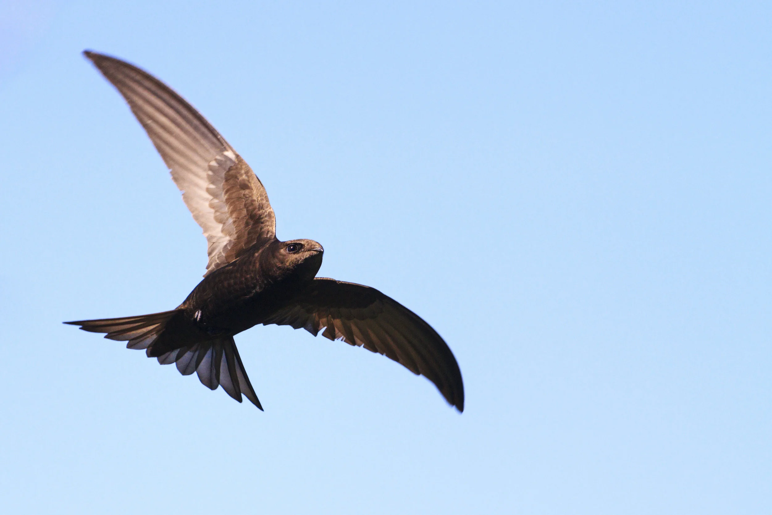 common swift flies against the sky